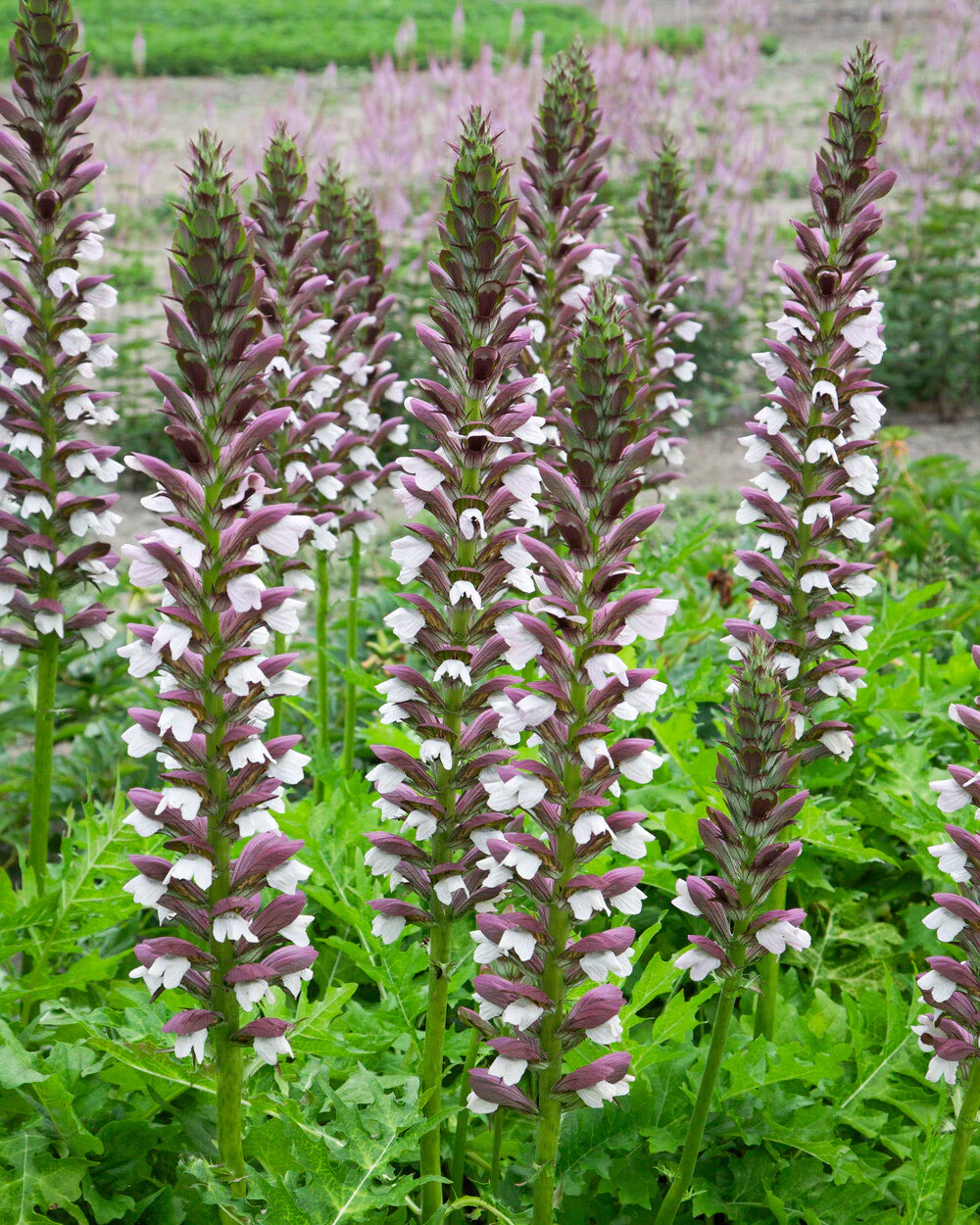 Acanthus 'White Lips' - Image 5