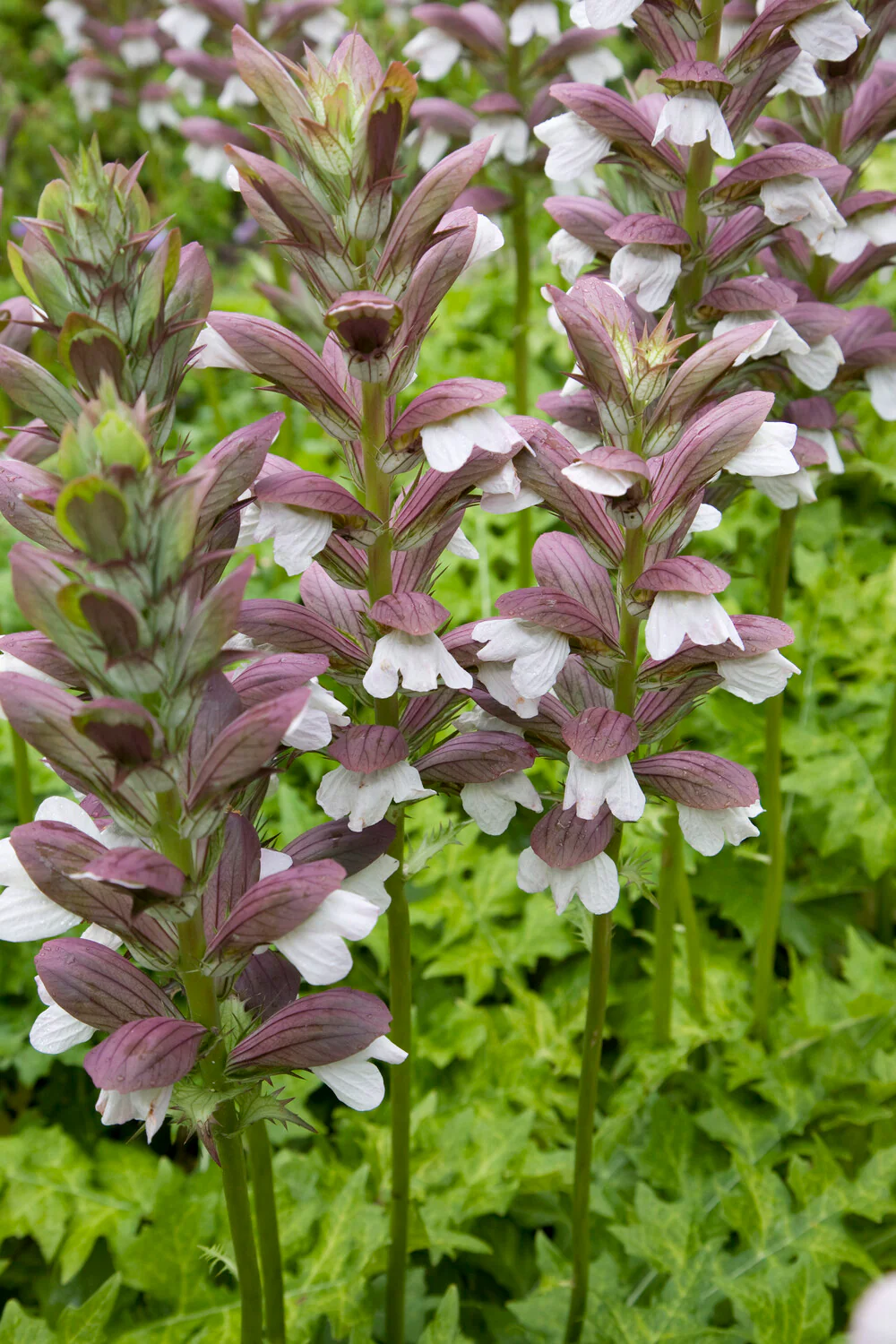 Acanthus 'White Lips' - Image 6