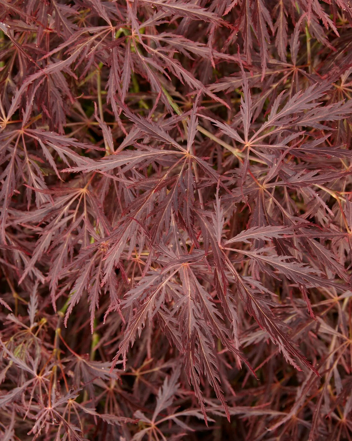 Acer 'Atropurpureum' - Image 10