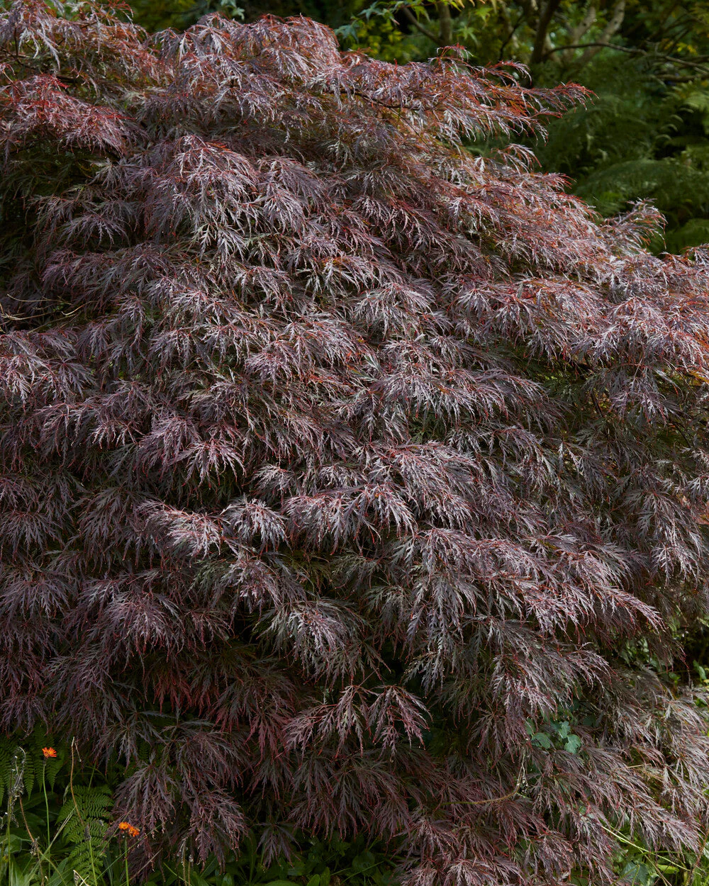 Acer 'Atropurpureum' - Image 12