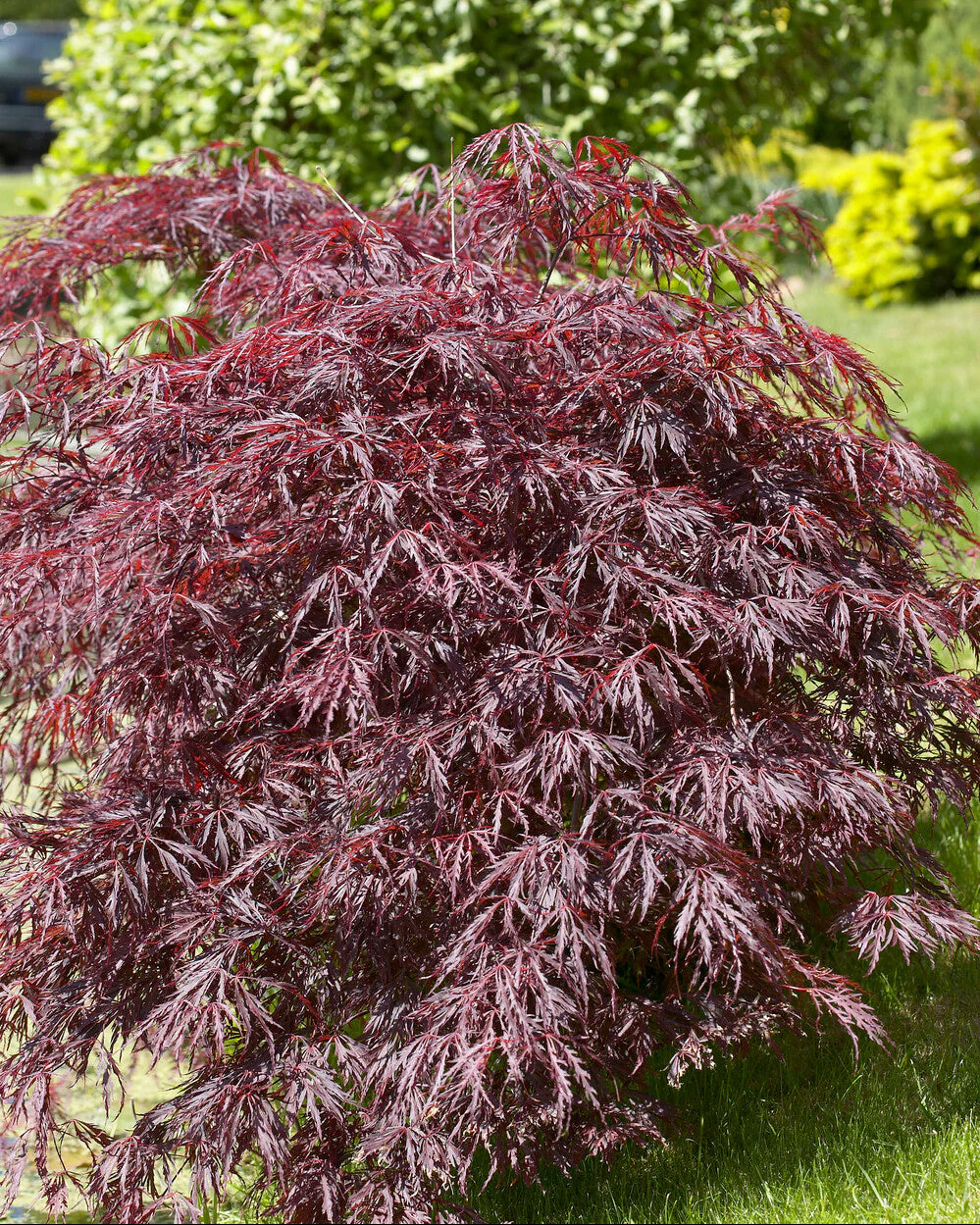Acer 'Atropurpureum' - Image 4