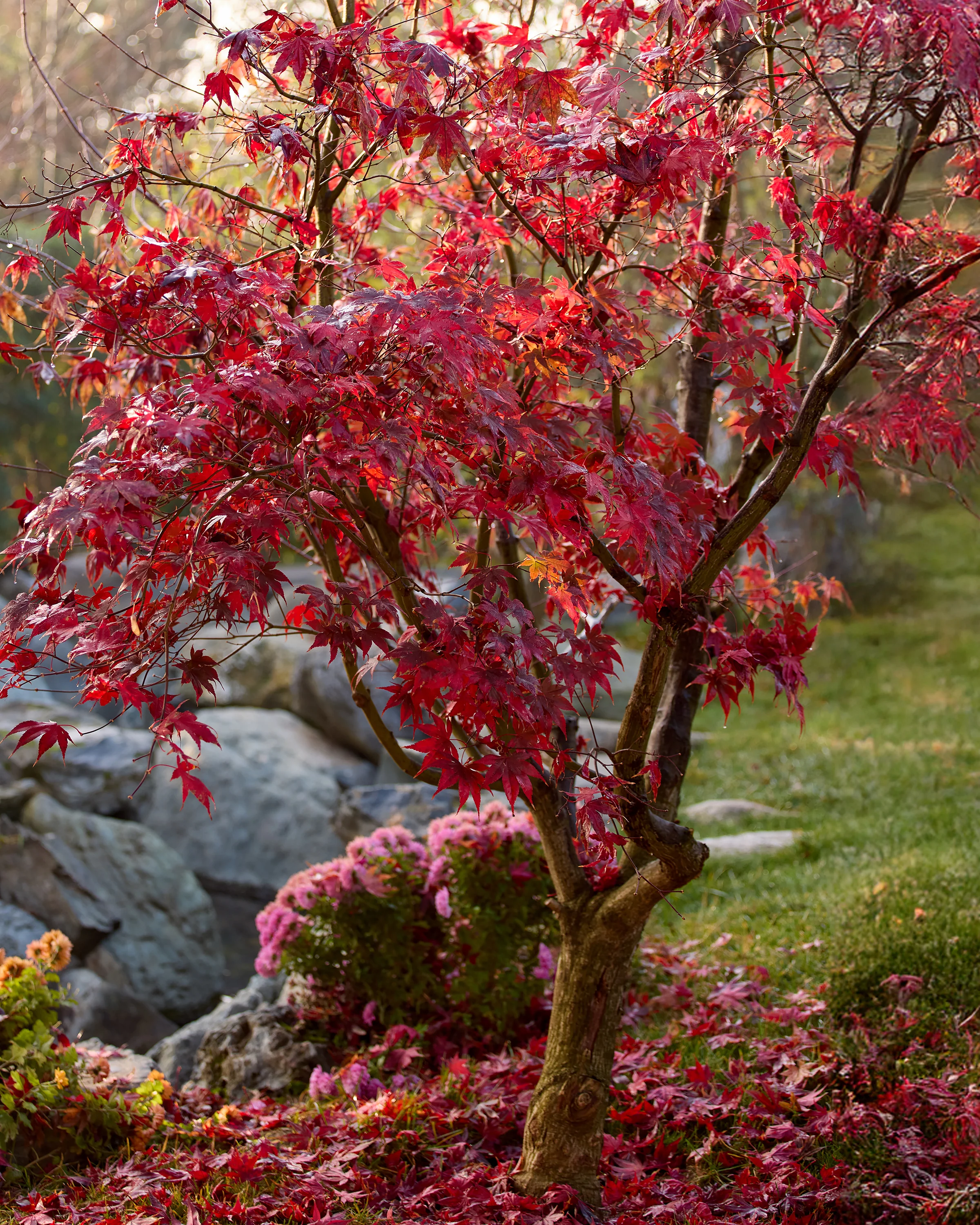 Acer 'Atropurpureum' - Image 5