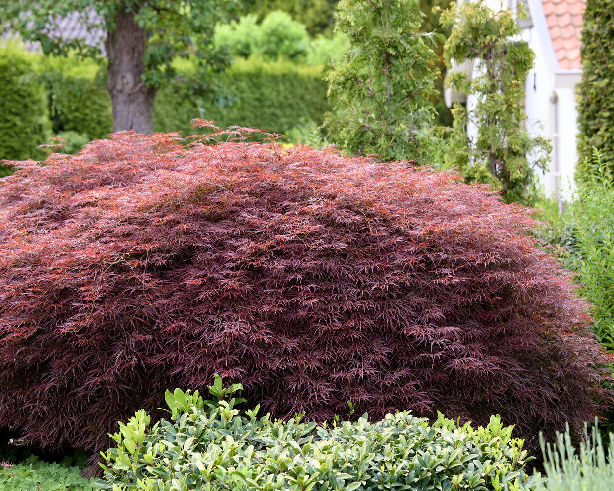 Acer 'Atropurpureum' - Image 6