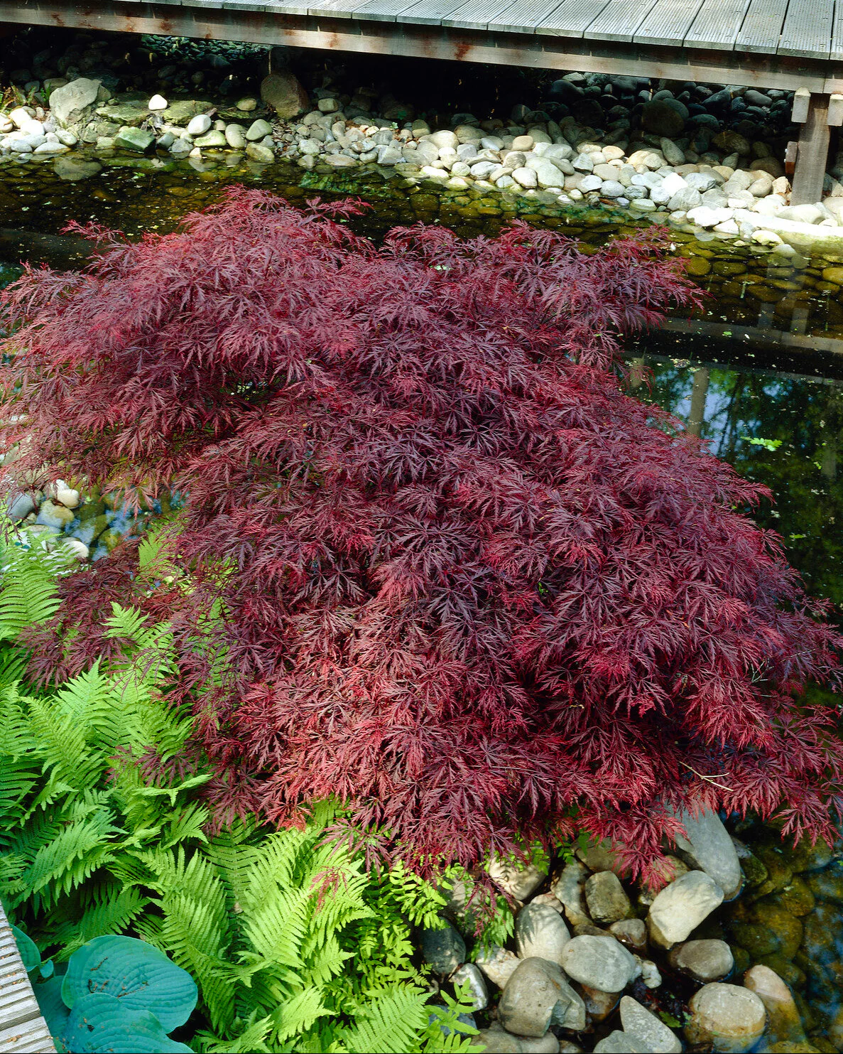 Acer 'Atropurpureum' - Image 8