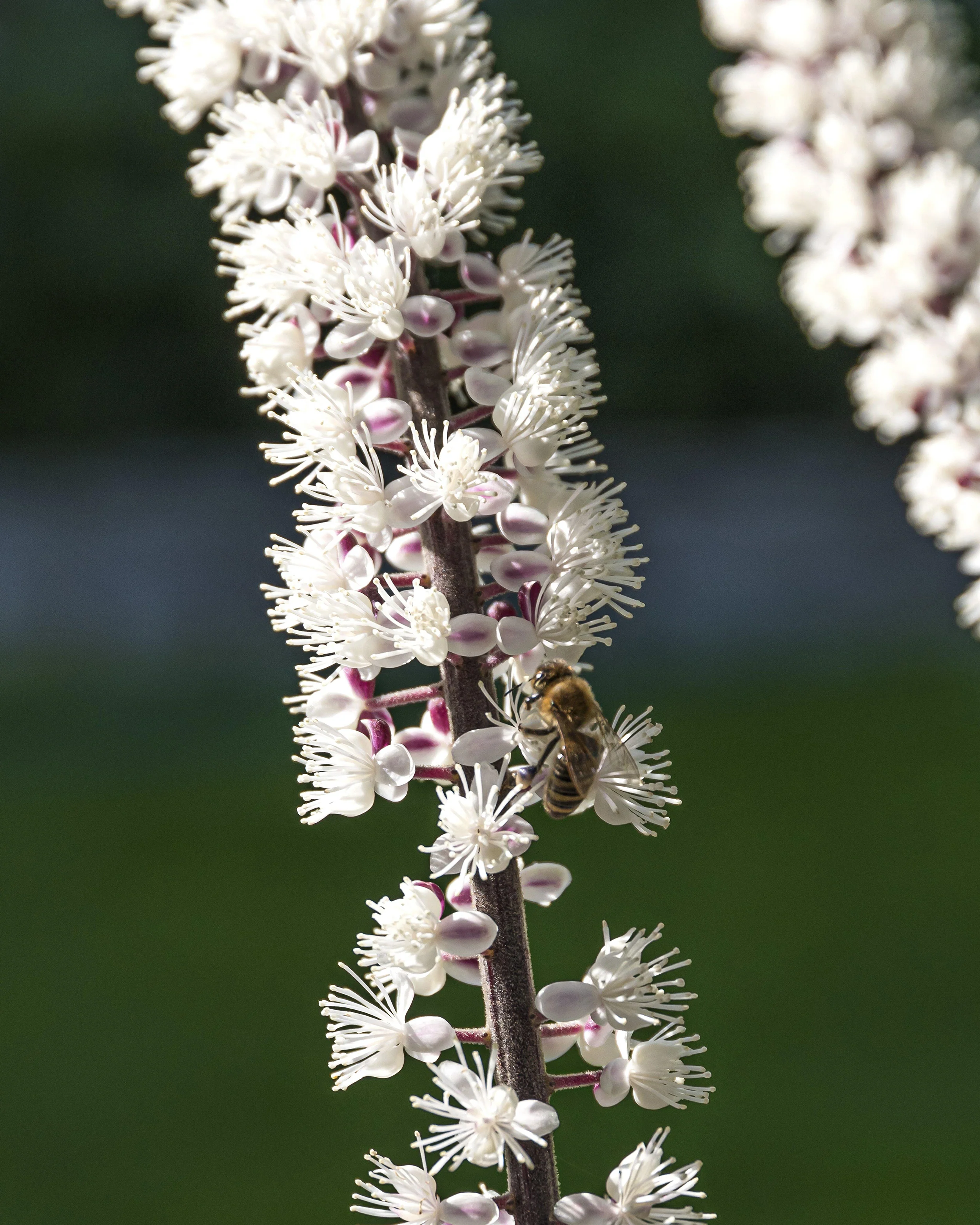 Actaea 'Chocoholic' - Image 3