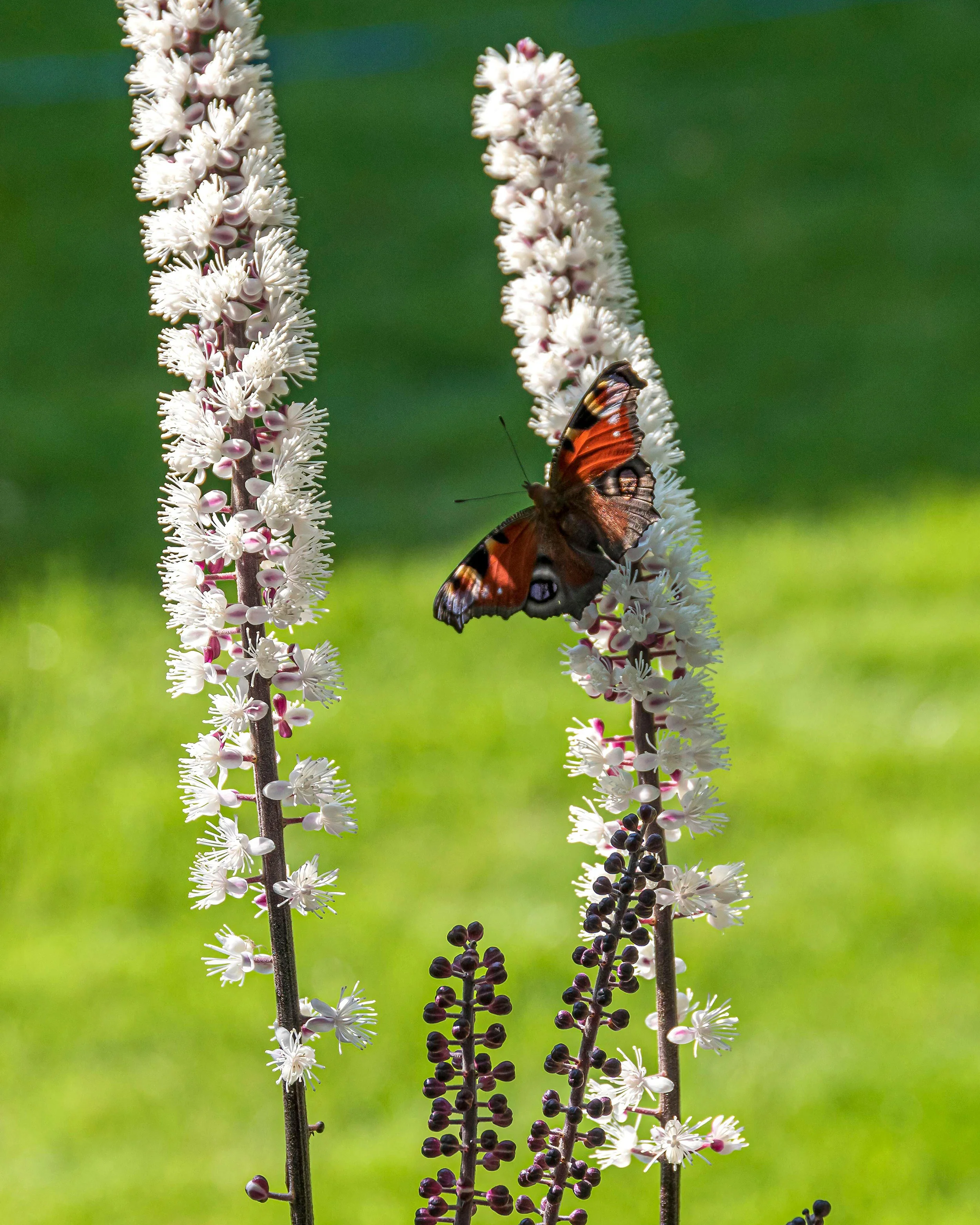 Actaea 'Chocoholic' - Image 5