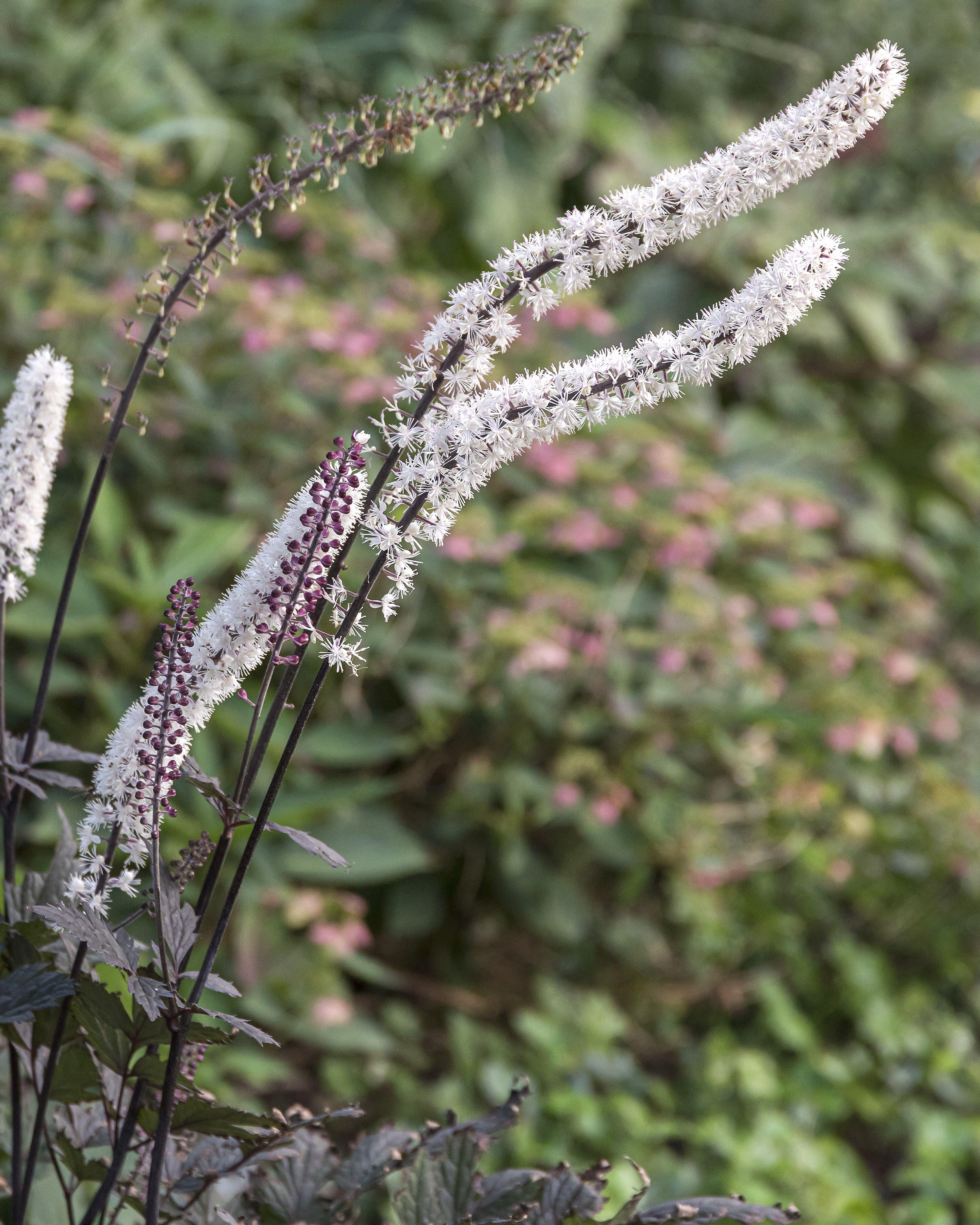 Actaea 'Chocoholic' - Image 7