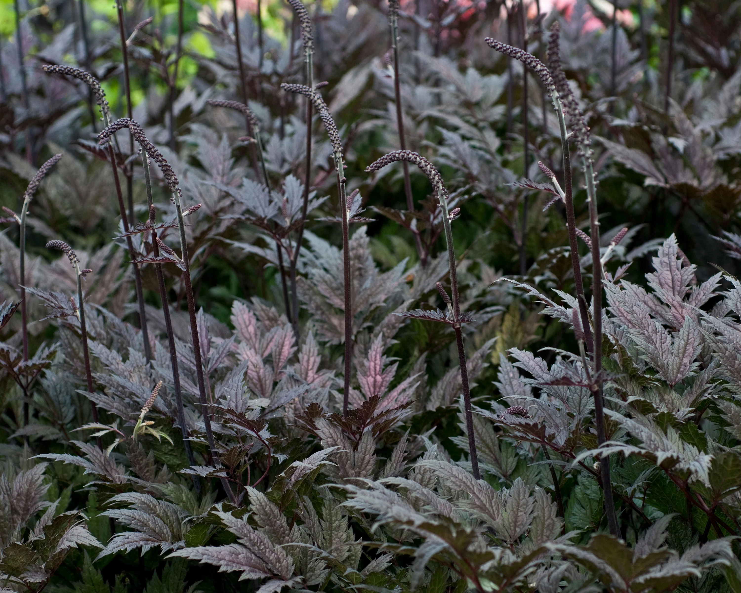 Actaea 'Pink Spike' - Image 7