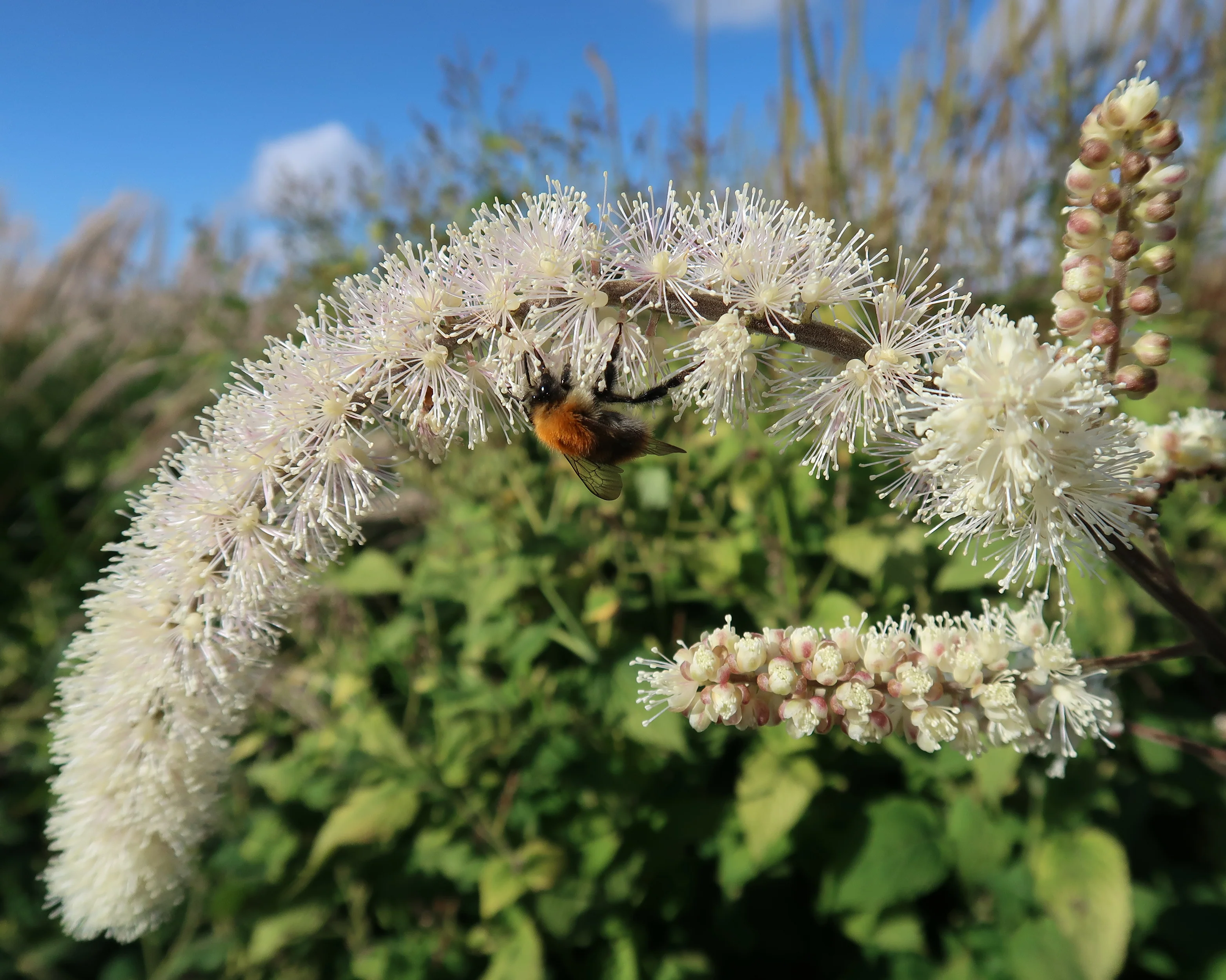Actaea 'Queen of Sheba' - Image 6