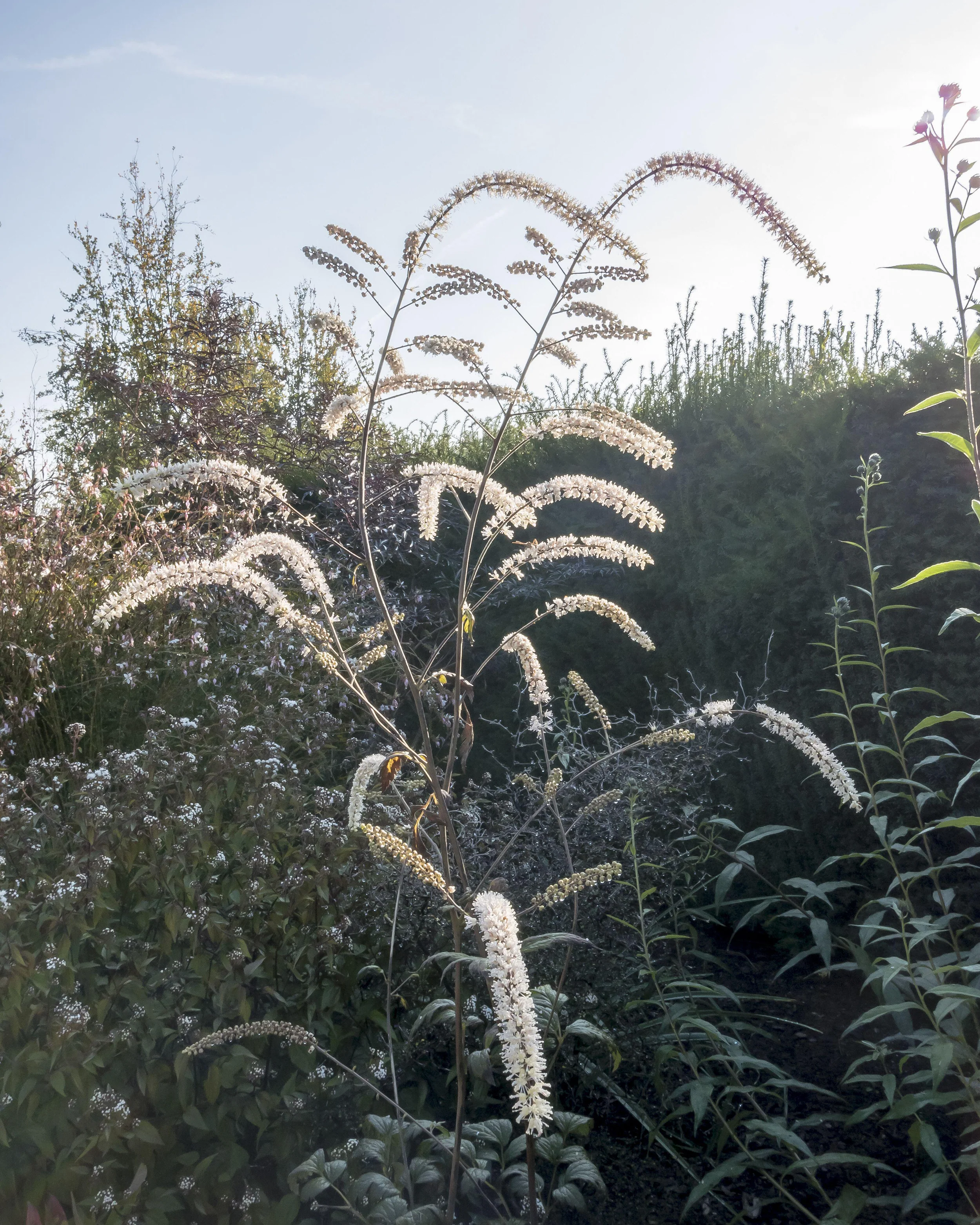 Actaea 'Queen of Sheba' - Image 7