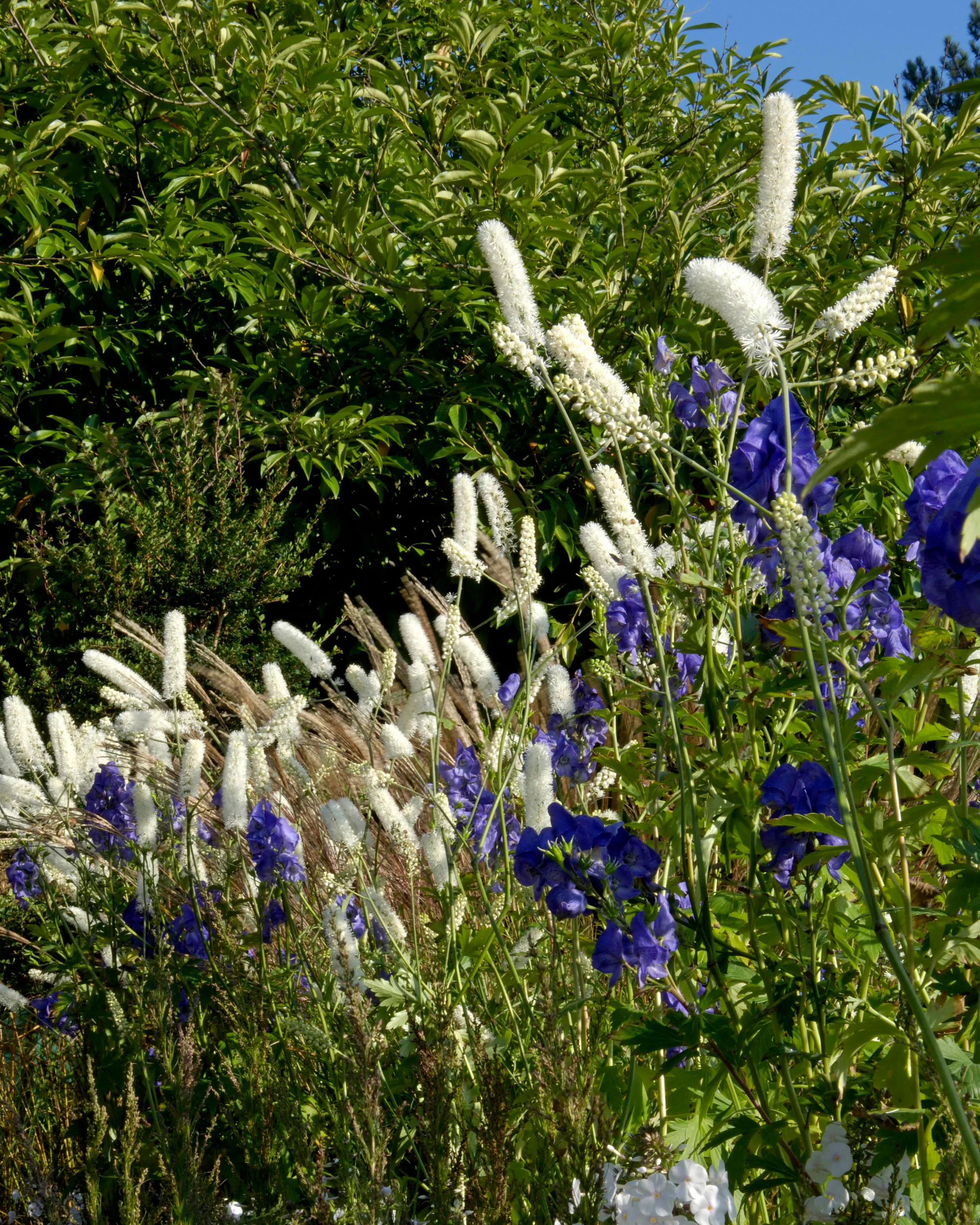 Actaea 'White Pearl' - Image 3