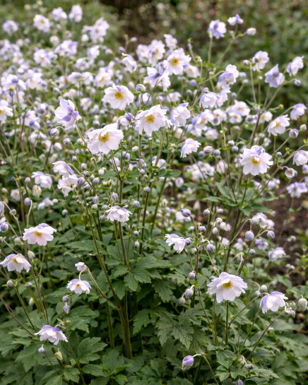 Anemone 'Ruffled Swan' - Image 4
