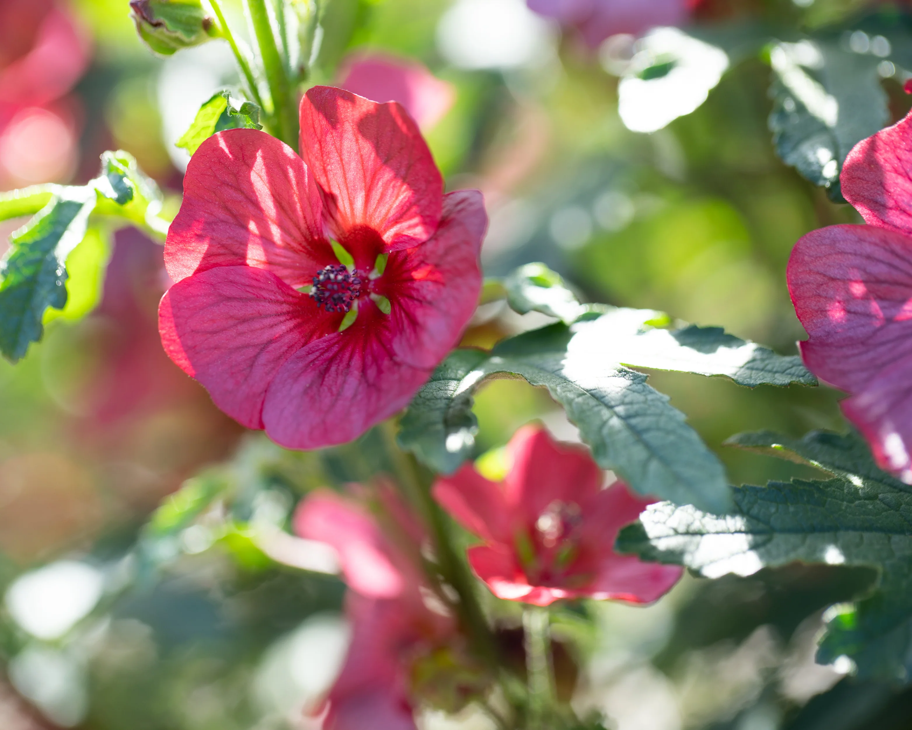 Anisodontea 'Candy Apple' - Image 11