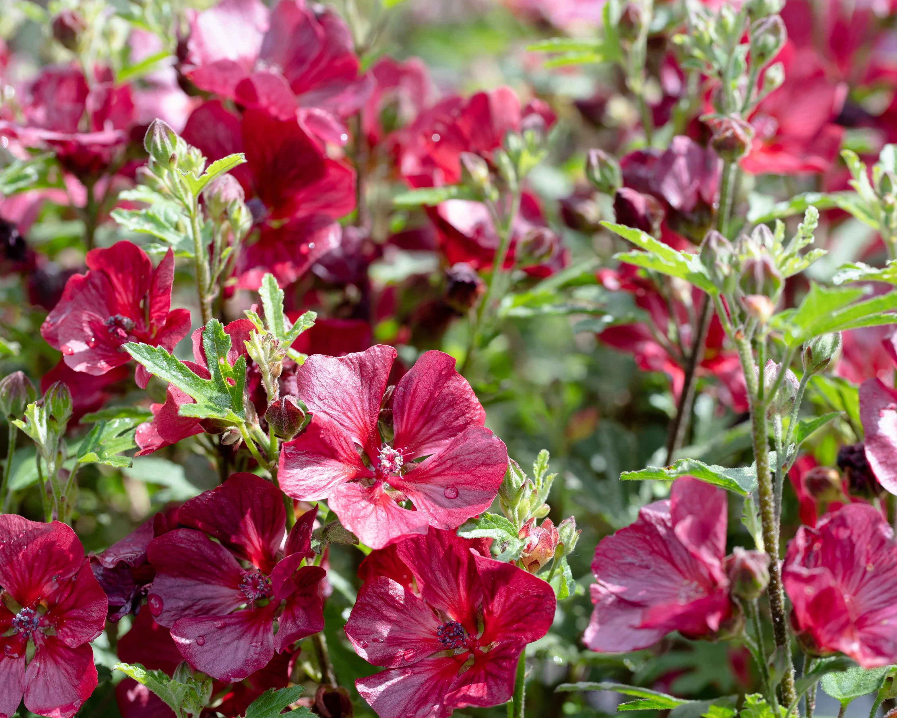 Anisodontea 'Candy Apple' - Image 18