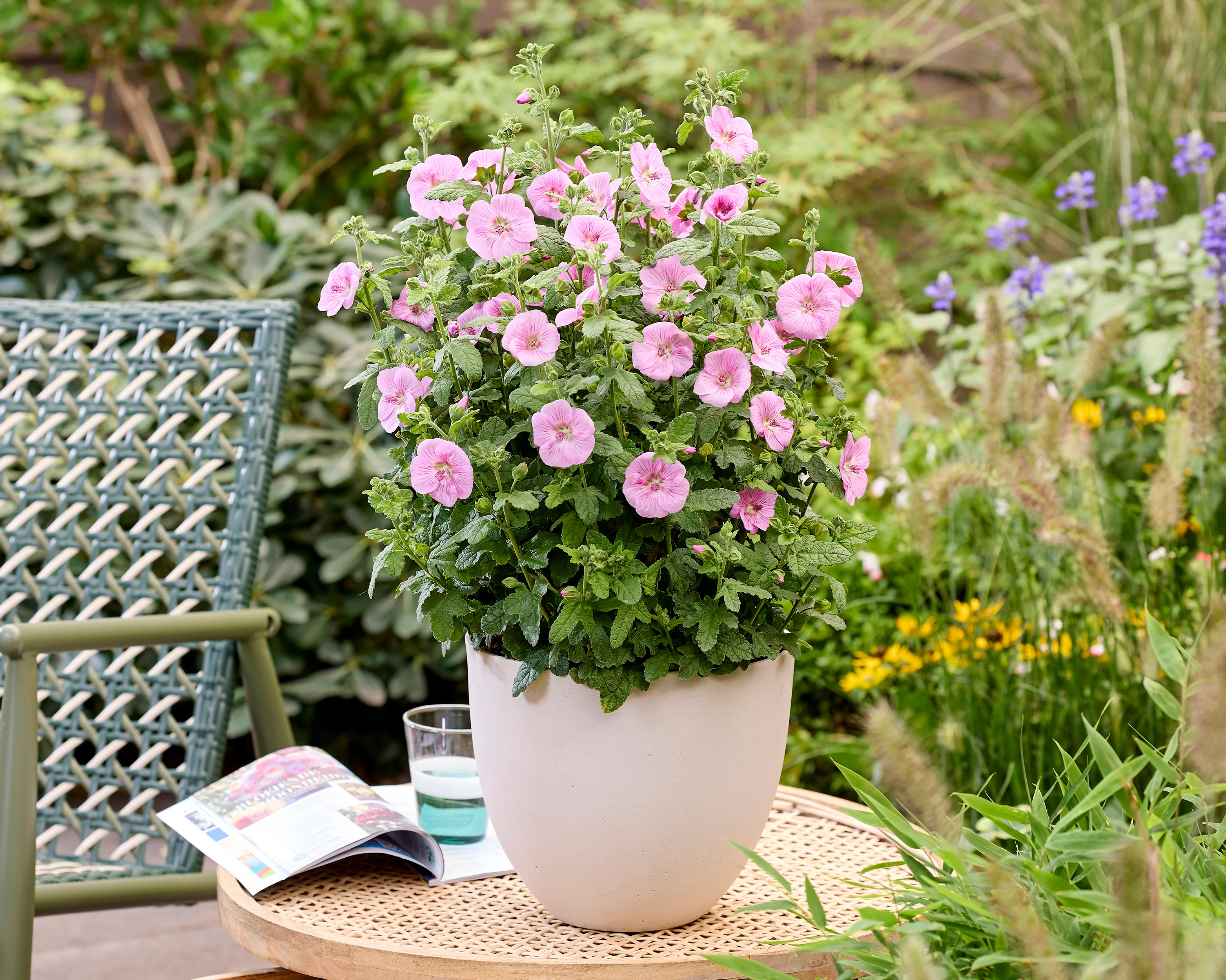 Anisodontea 'Cotton Candy Pink' - Image 13