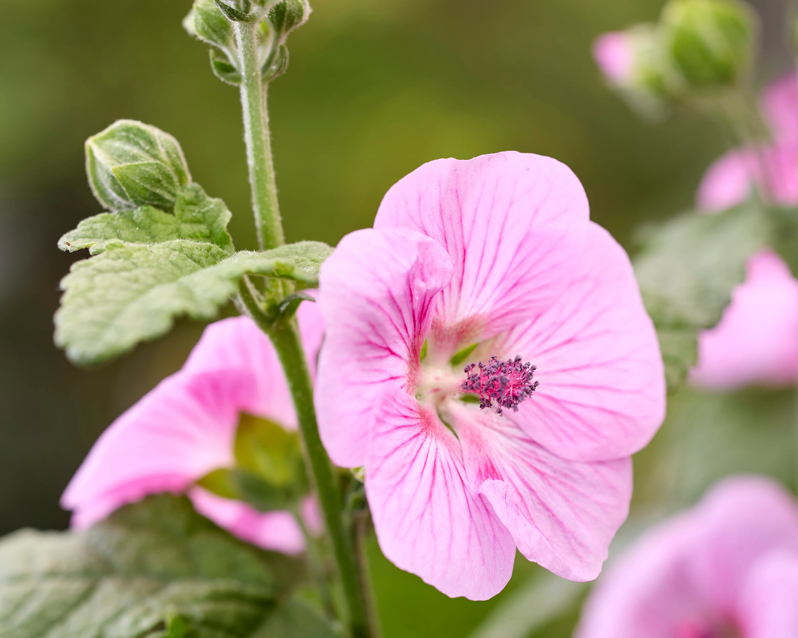 Anisodontea 'Cotton Candy Pink' - Image 4