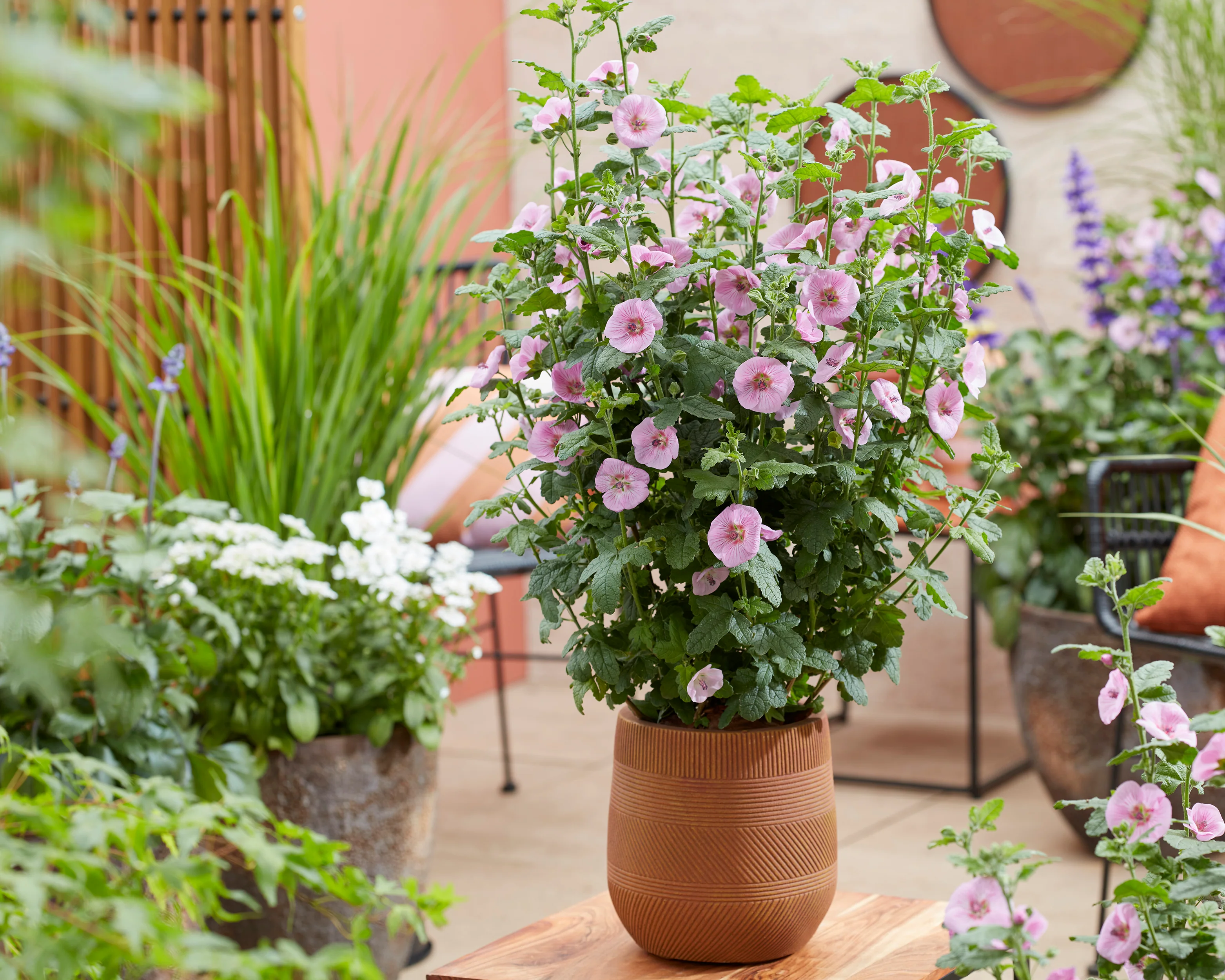 Anisodontea 'Cotton Candy Pink' - Image 5