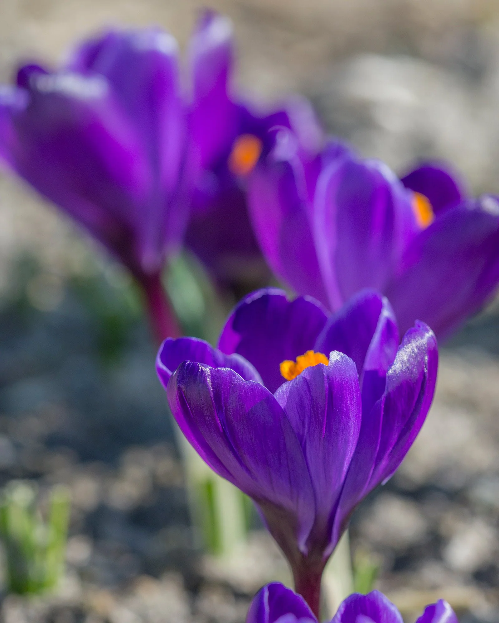 Crocus 'Flower Record' - Image 3