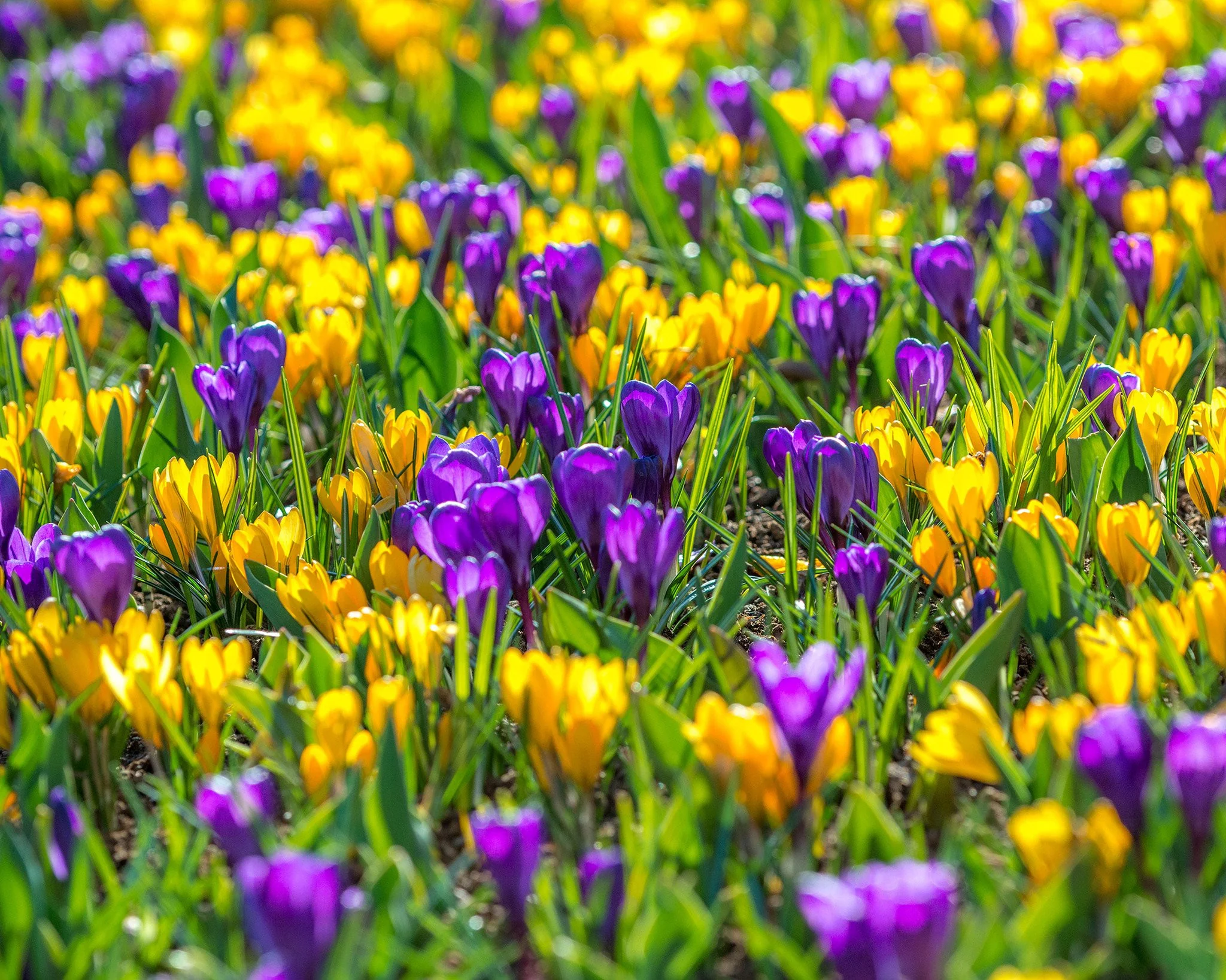 Crocus 'Flower Record' - Image 4