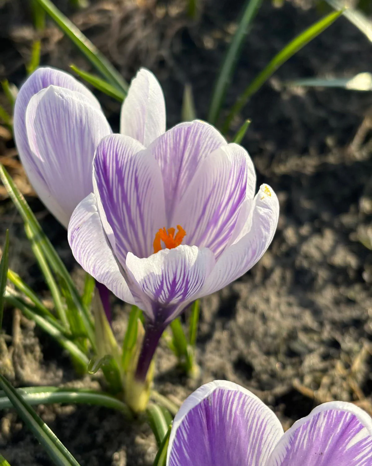 Crocus 'Imperial Purple' - Image 5
