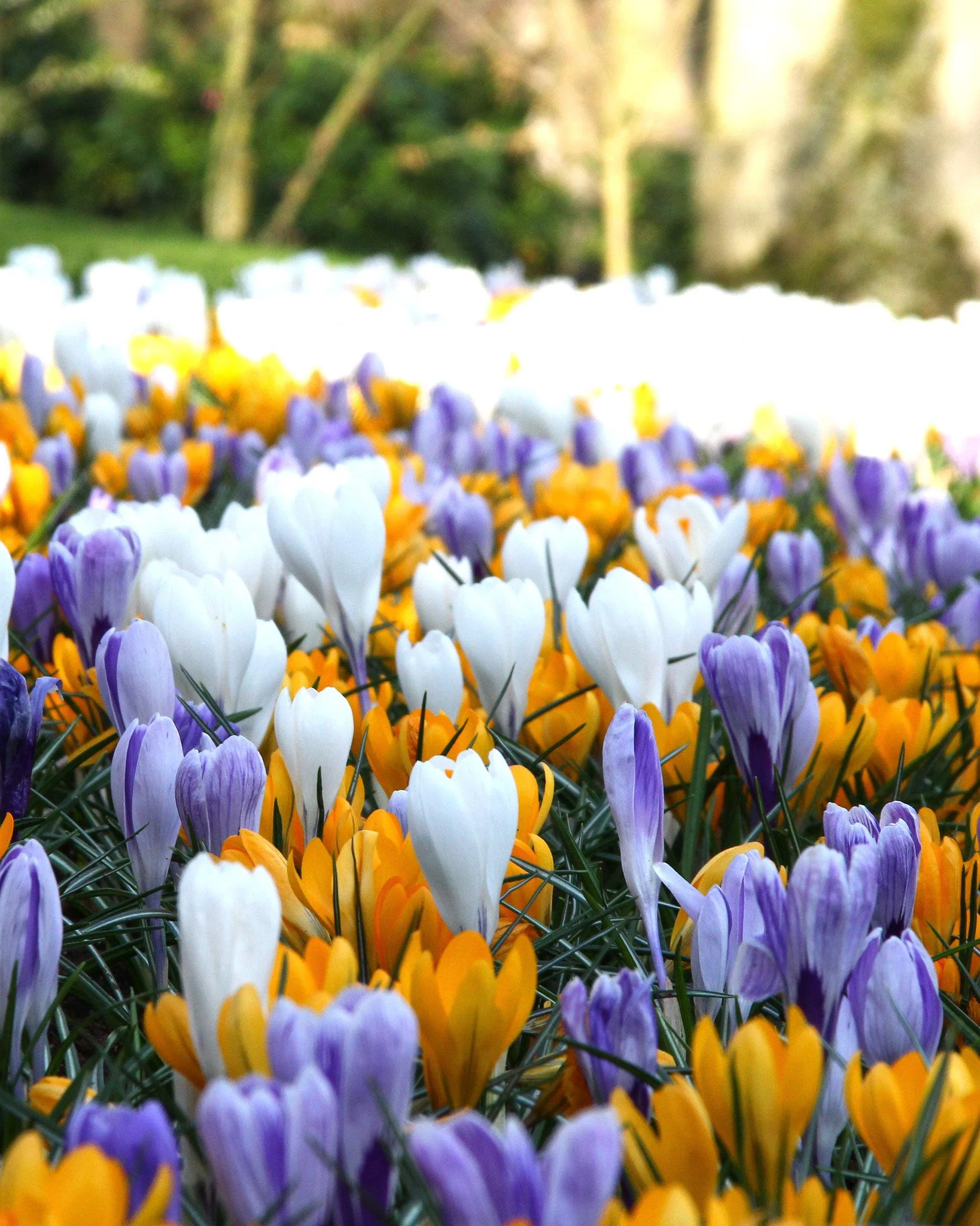 Crocus 'Mixed Colours' - Image 3