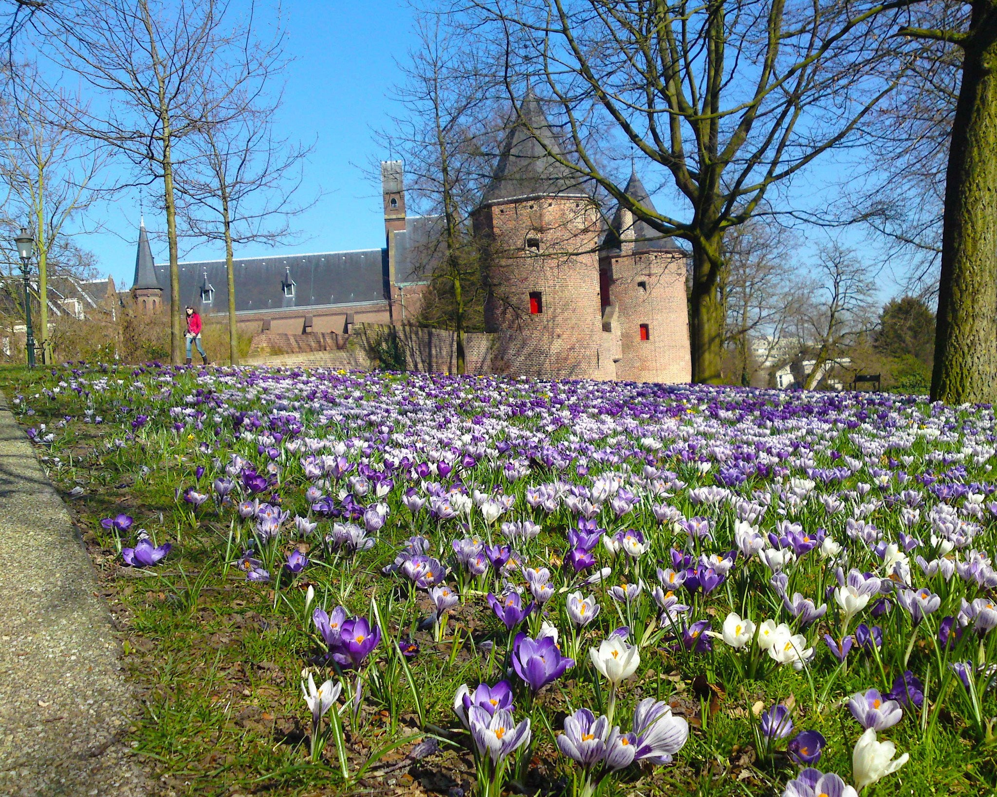 Crocus 'Mixed Colours' - Image 7