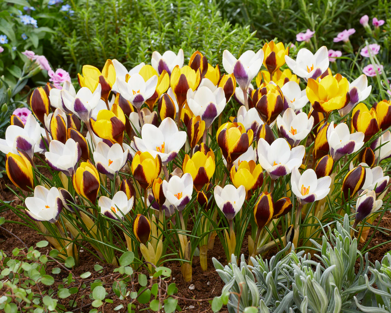 Crocus 'Queen Bee' - Image 4