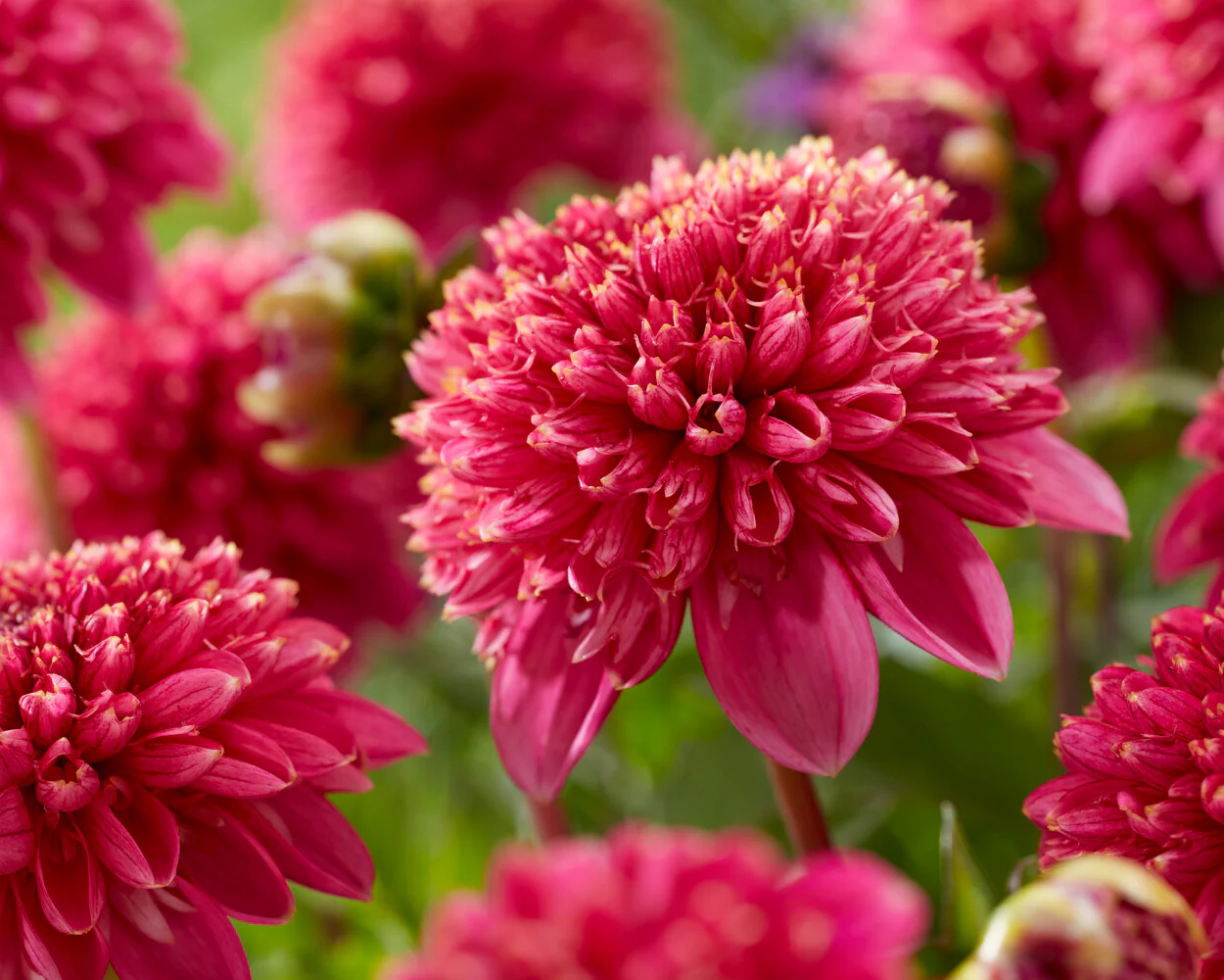 Dahlia 'Alyshia' - Image 4
