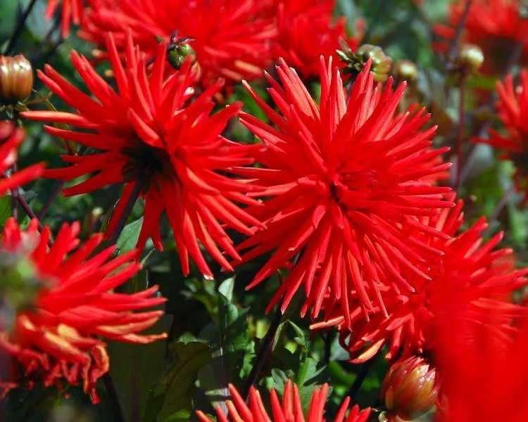 Dahlia 'Bergers Record' - Image 4