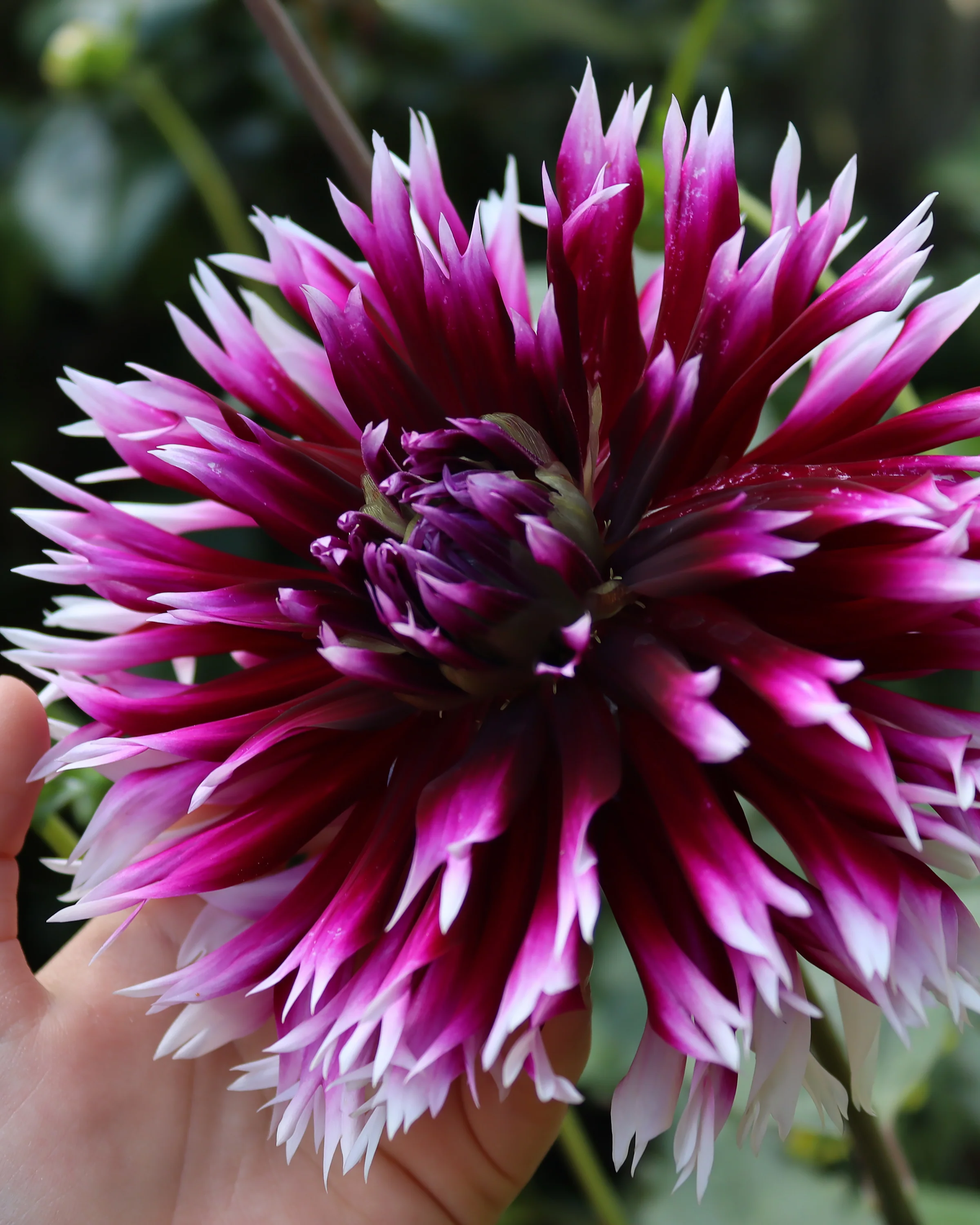 Dahlia 'Clair-Obscur' - Image 3