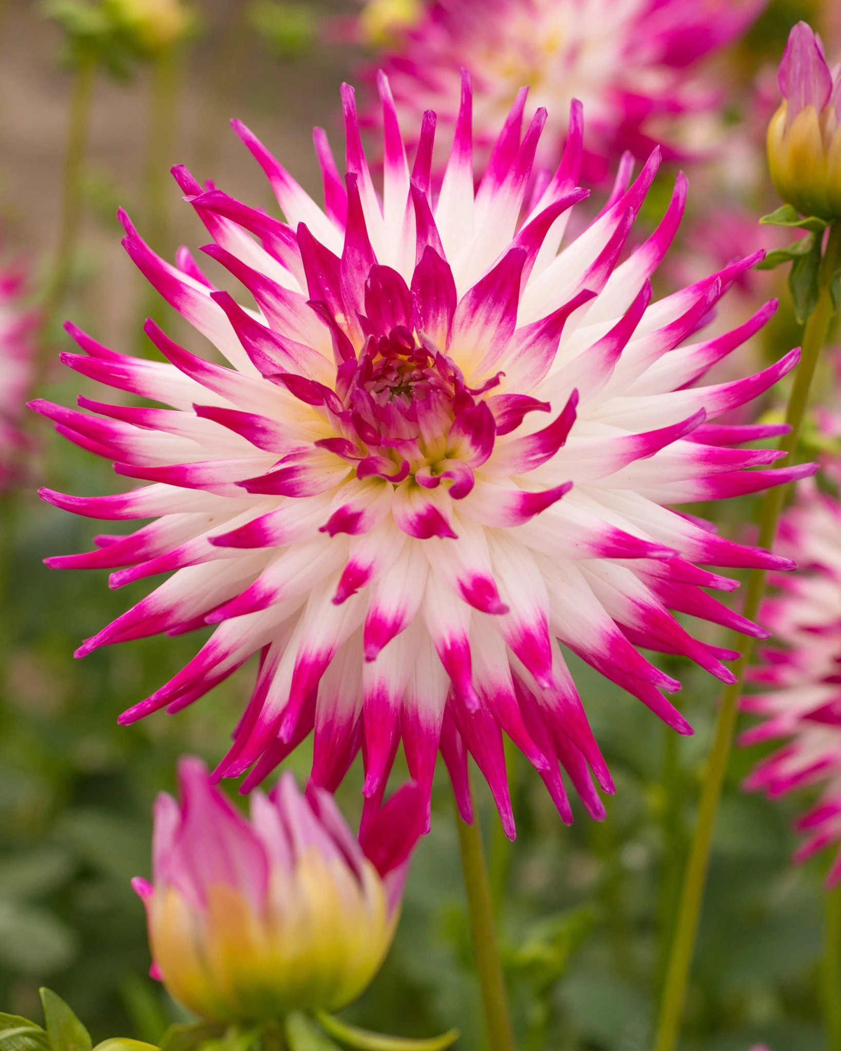 Dahlia 'Dutch Explosion' - Image 4