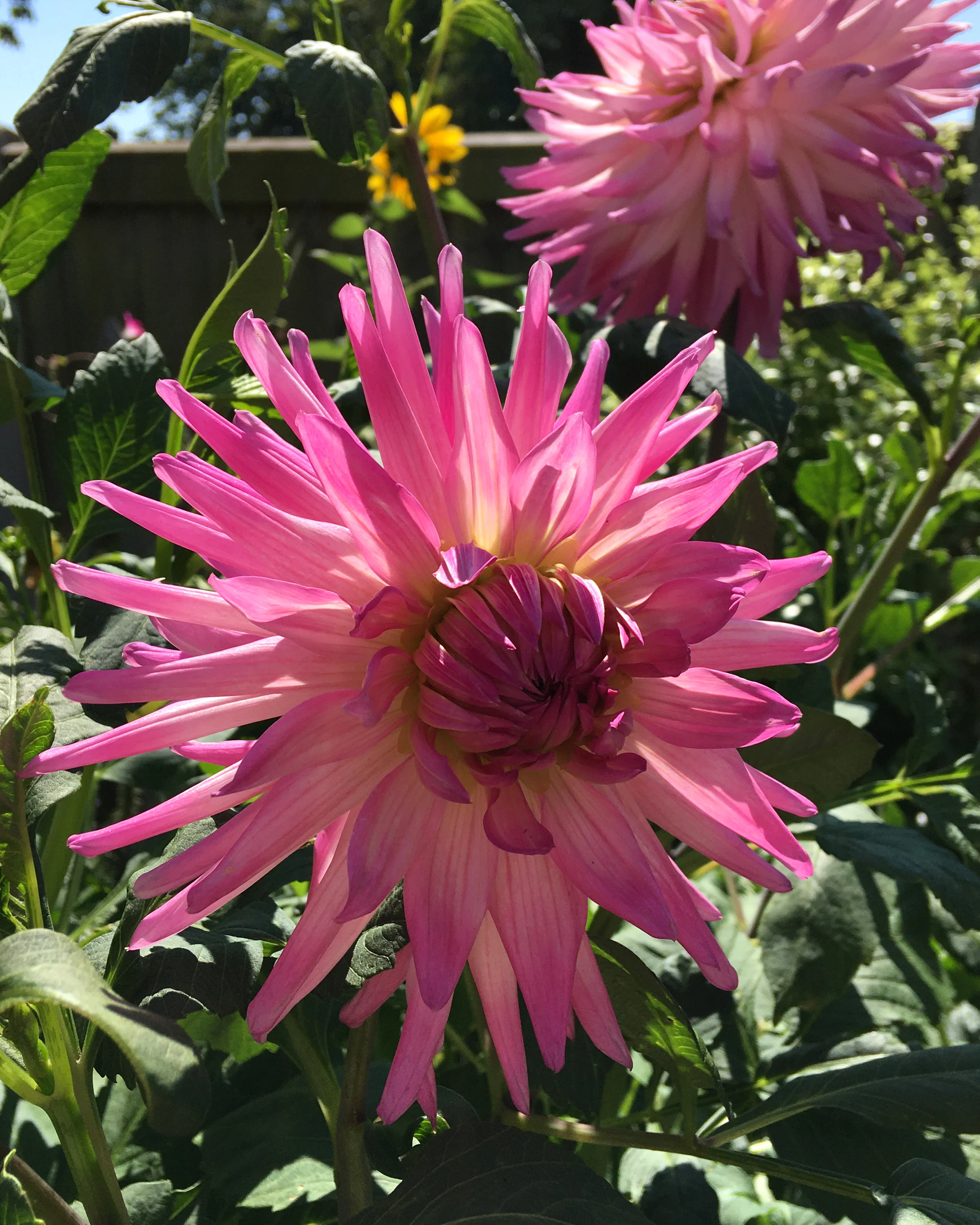 Dahlia 'Dutch Explosion' - Image 6