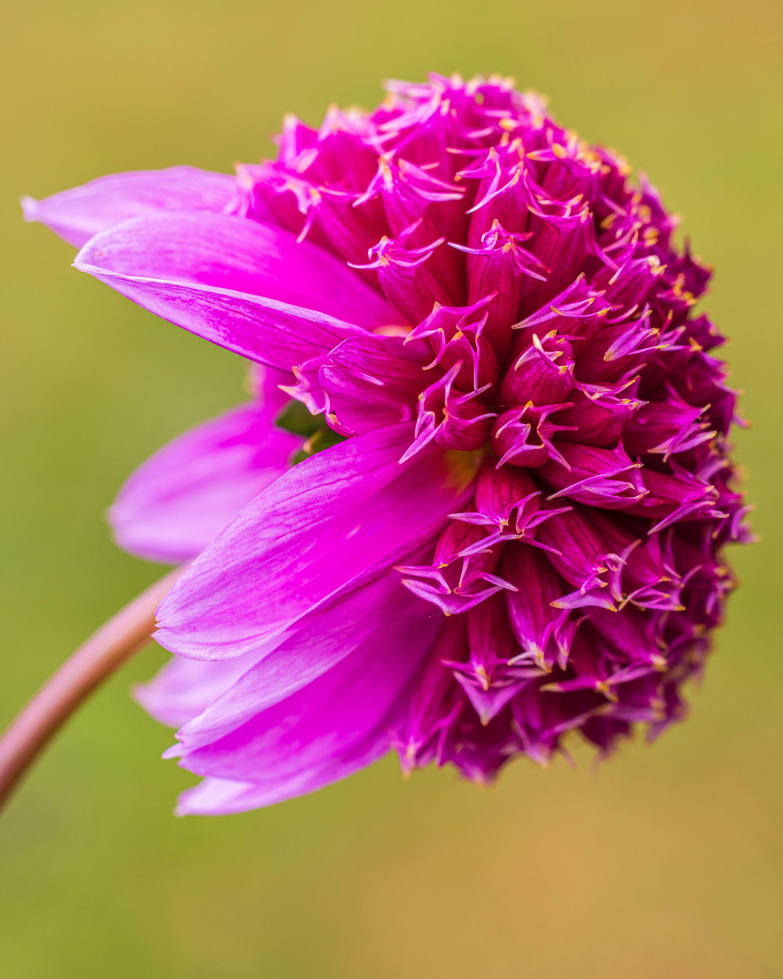 Dahlia 'Fenna Baaij' - Image 11