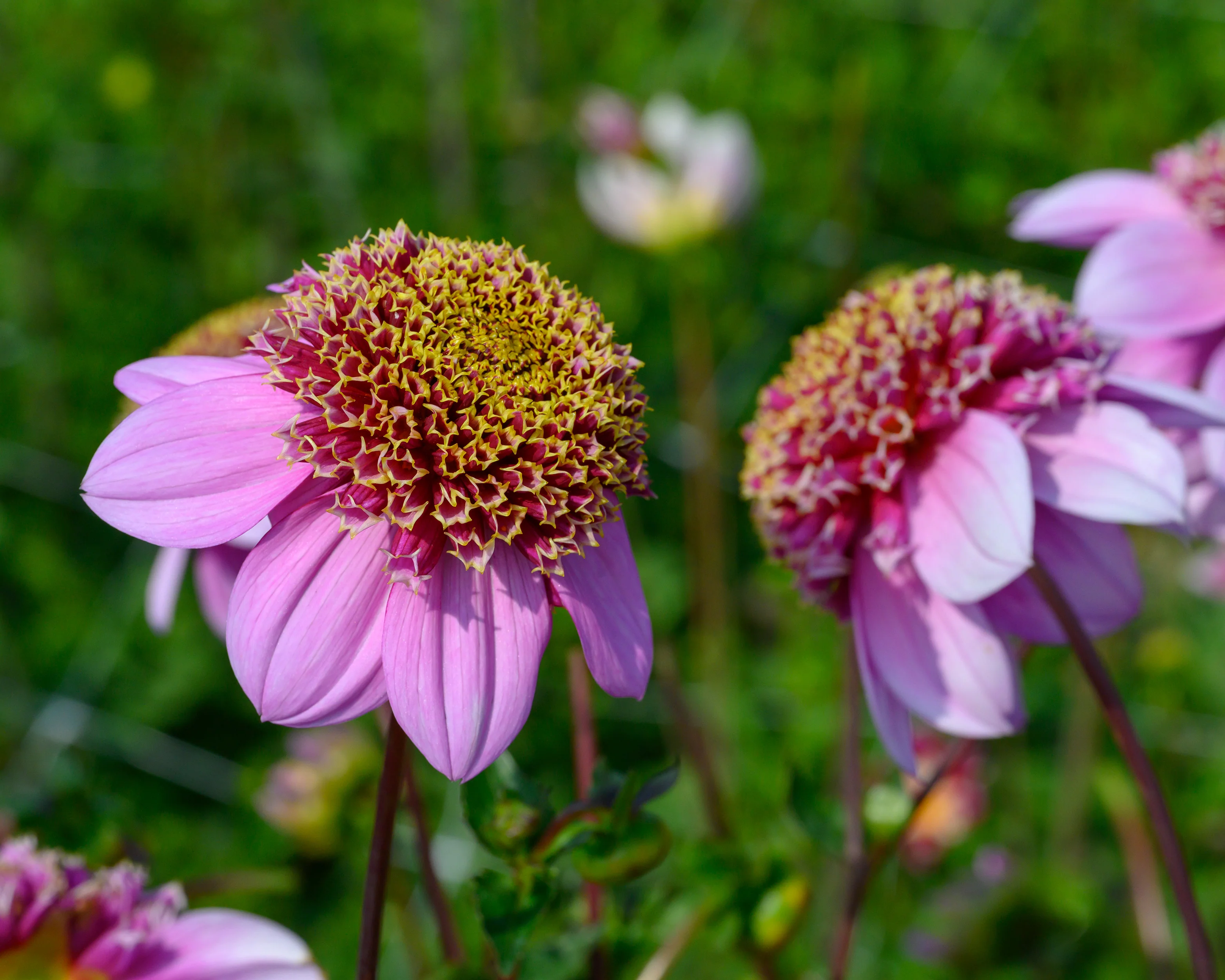 Dahlia 'Fenna Baaij' - Image 5