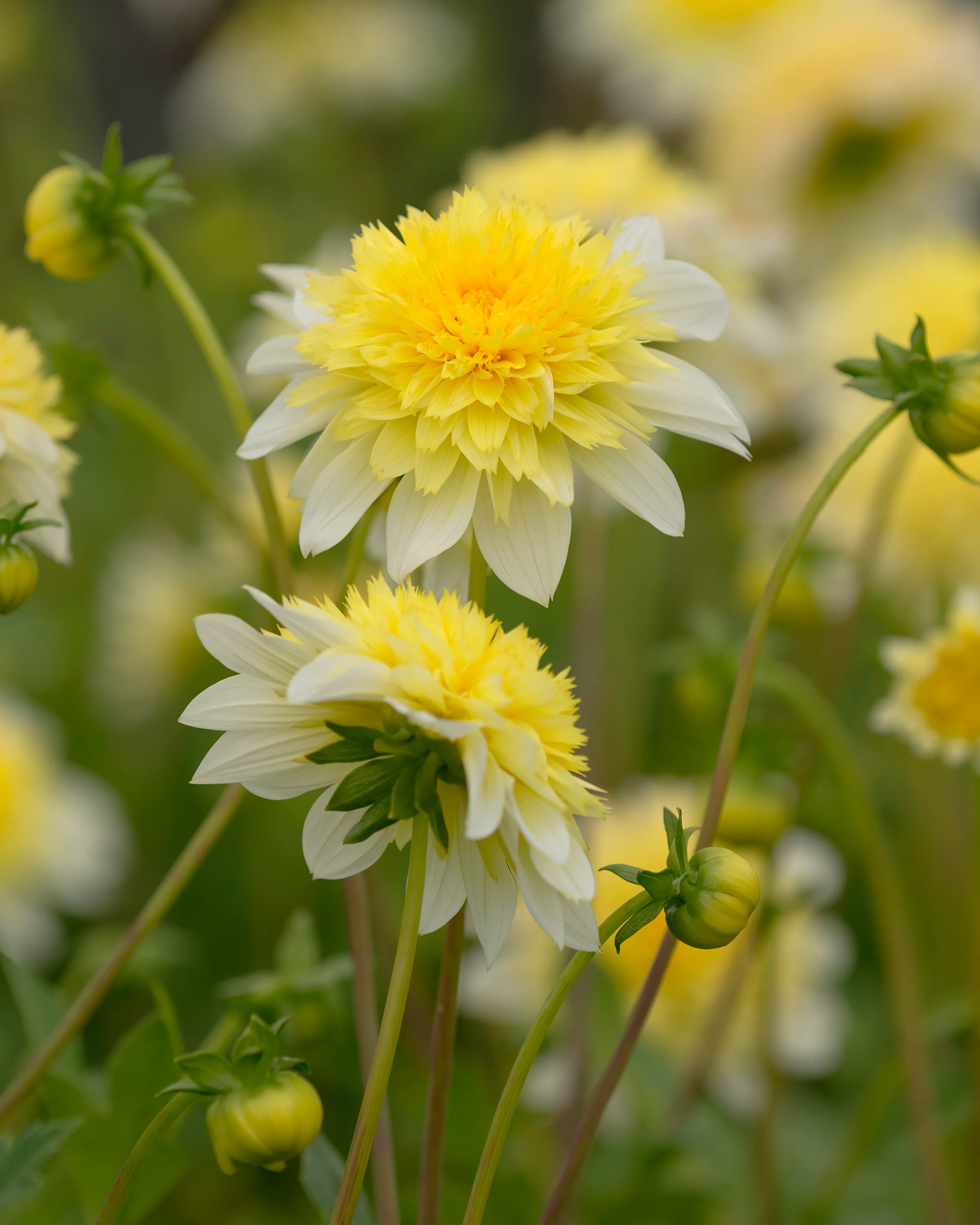 Dahlia 'Freya's Paso Doble' - Image 6