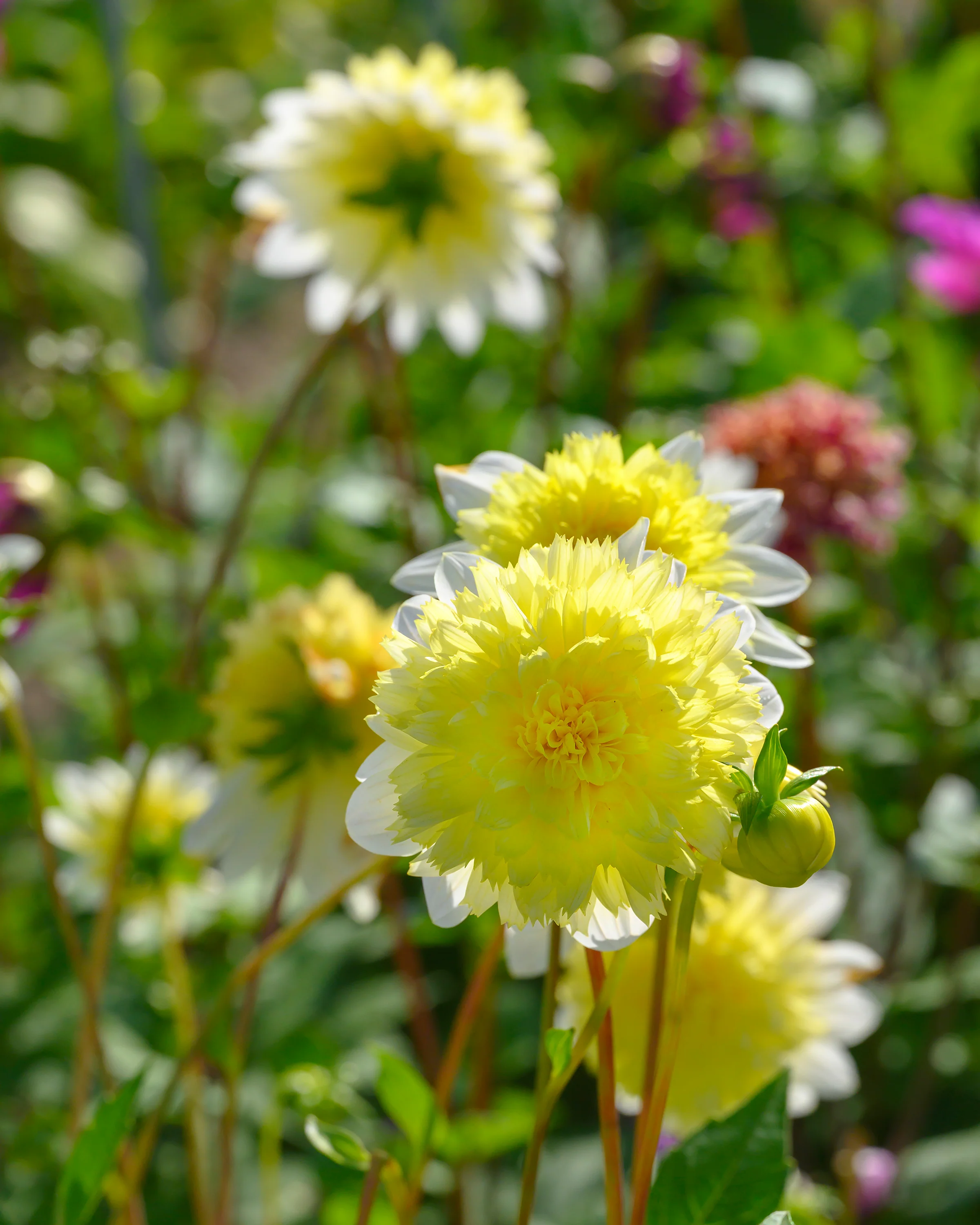 Dahlia 'Freya's Paso Doble' - Image 8