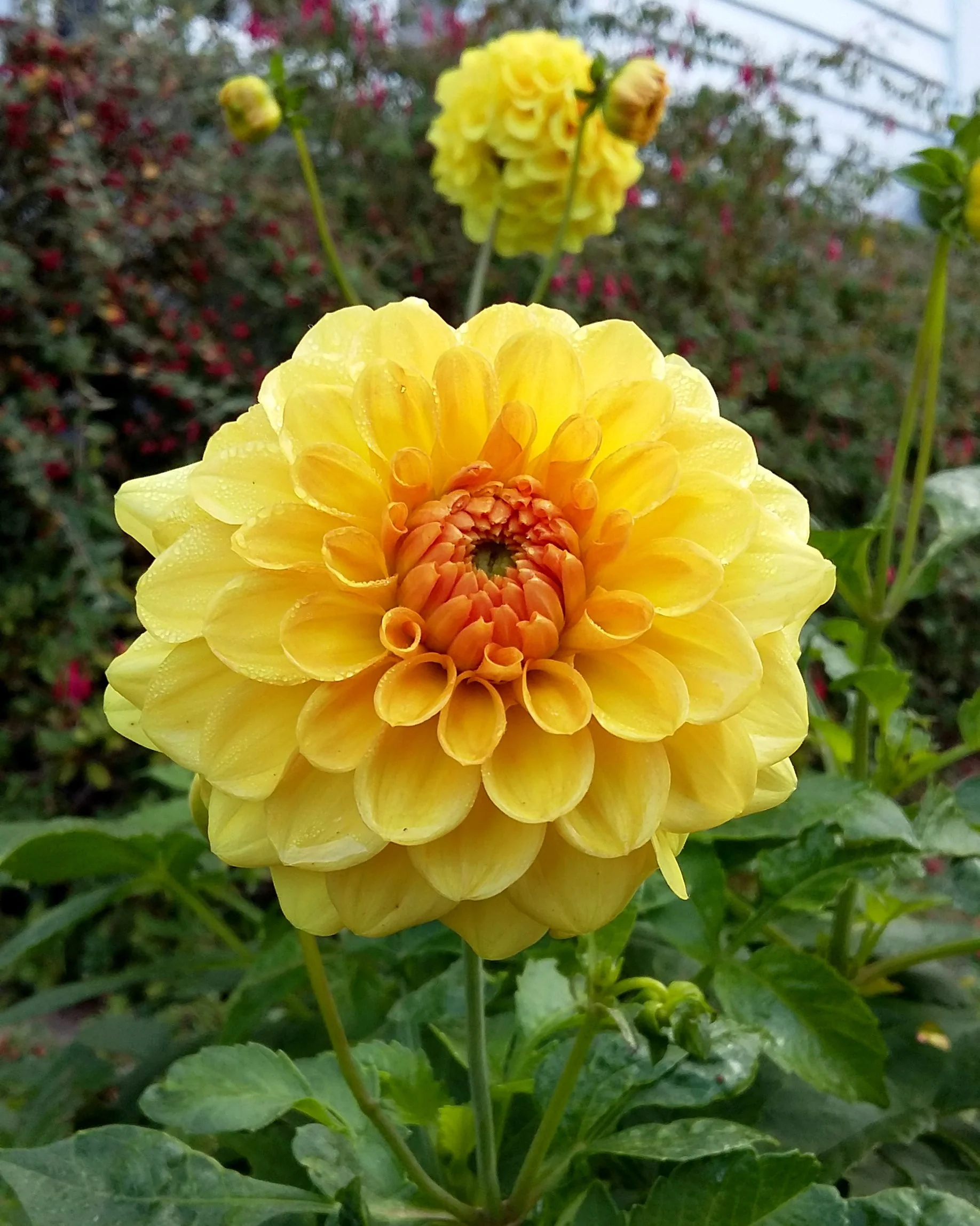 Dahlia 'Golden Sceptre' - Image 3