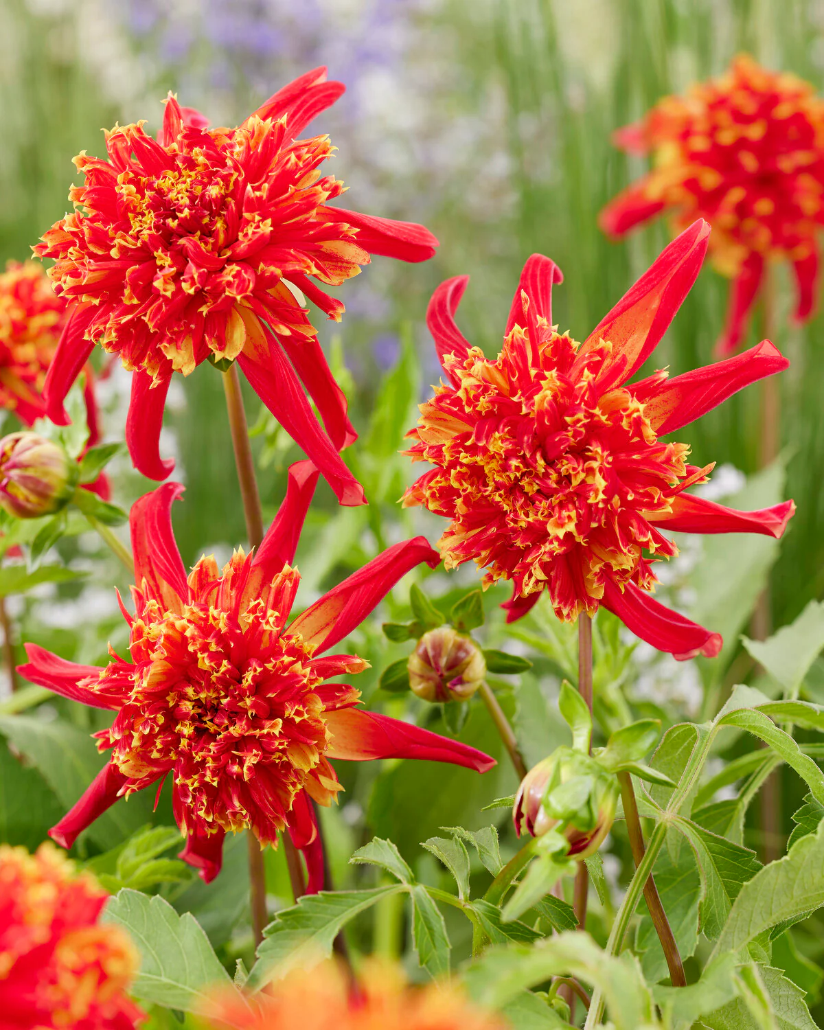 Dahlia 'Octopus Sparkle' - Image 3