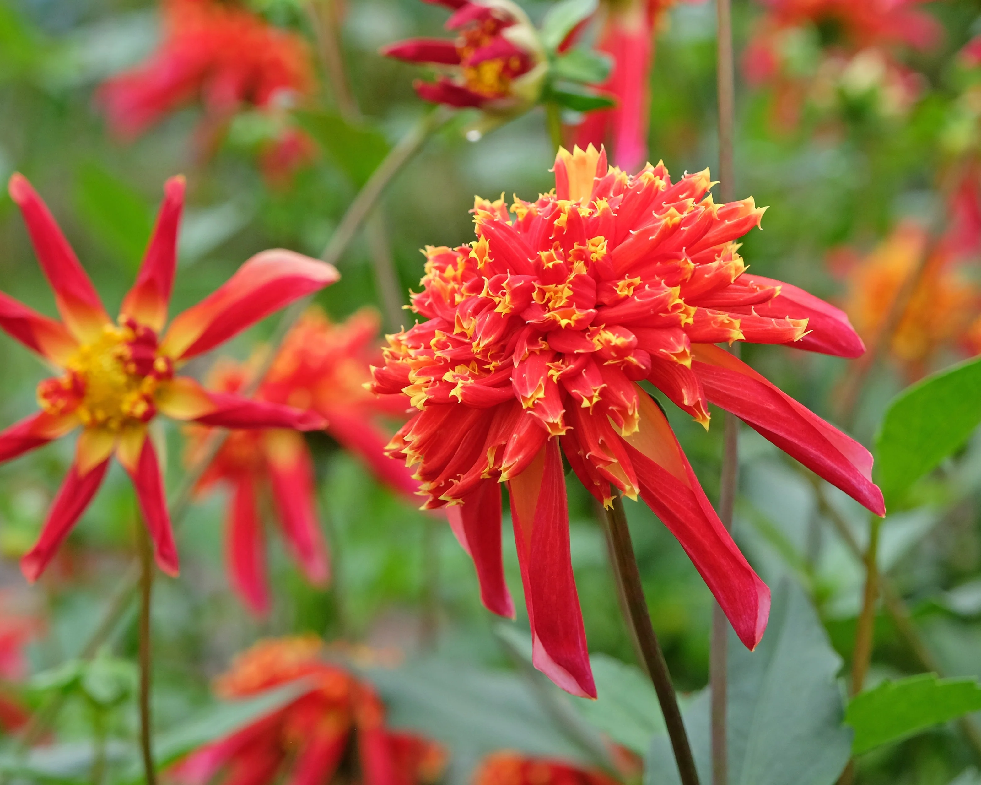 Dahlia 'Octopus Sparkle' - Image 7