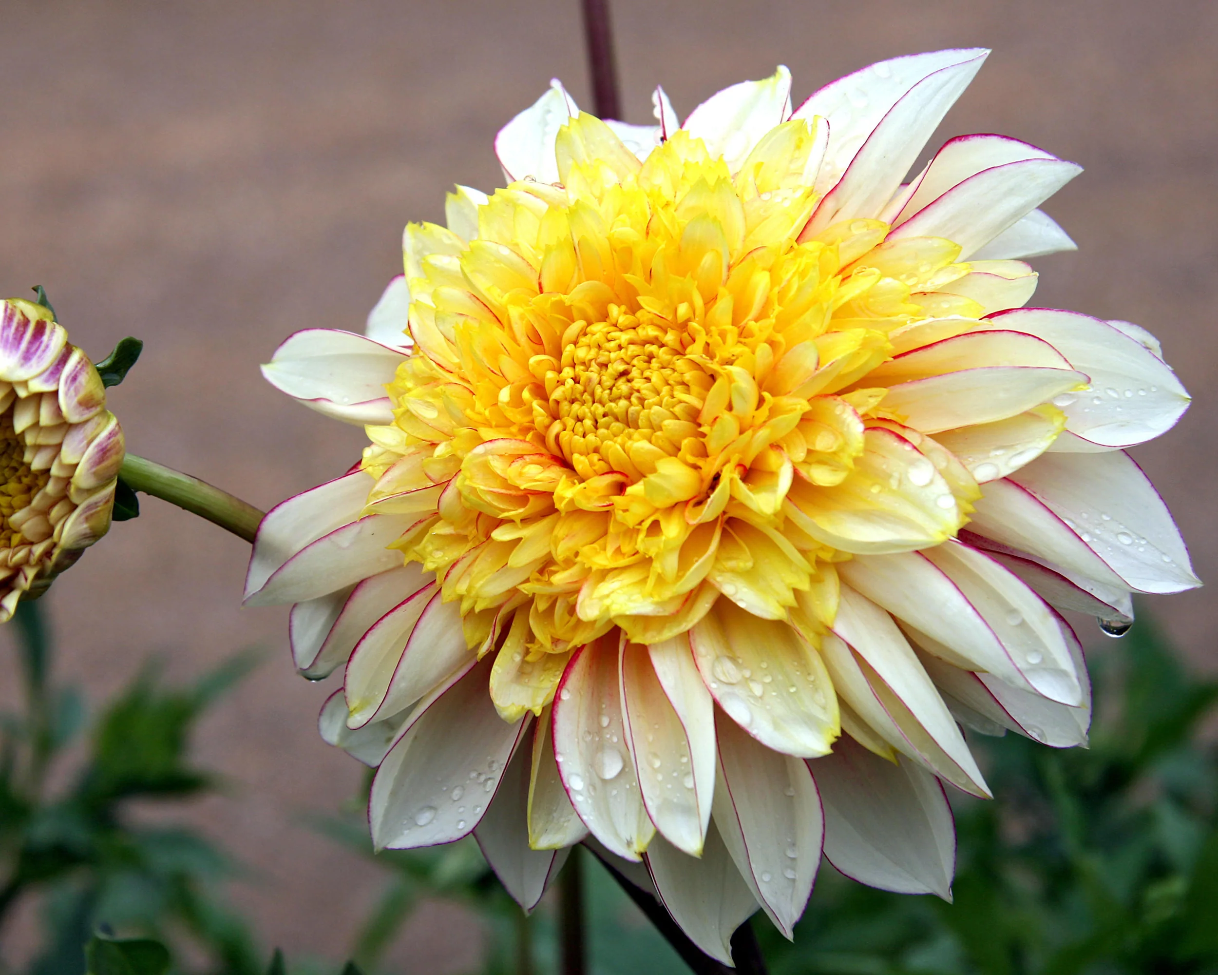 Dahlia 'Polka' - Image 10