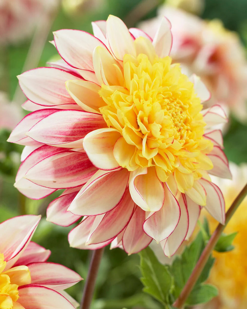 Dahlia 'Polka' - Image 4