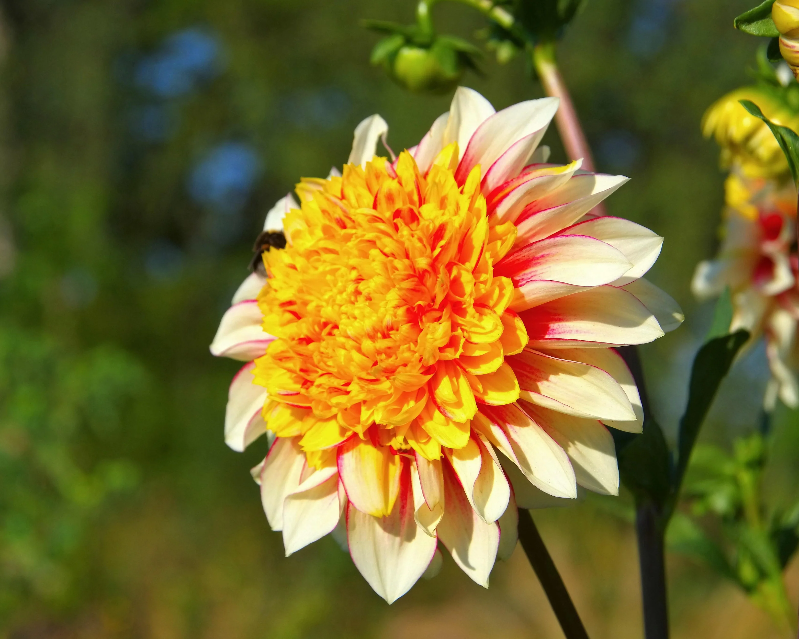 Dahlia 'Polka' - Image 8