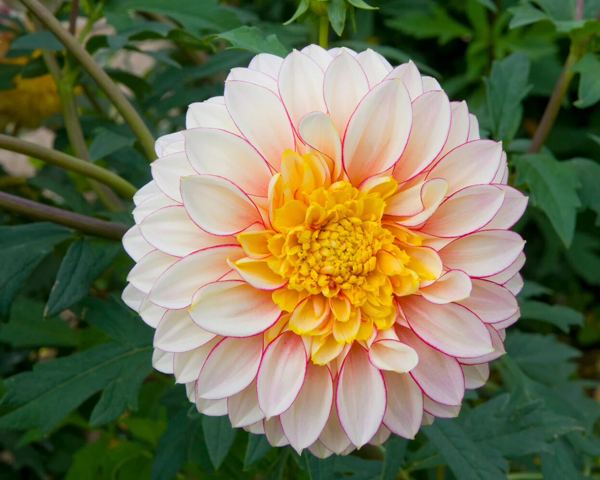 Dahlia 'Polka' - Image 9