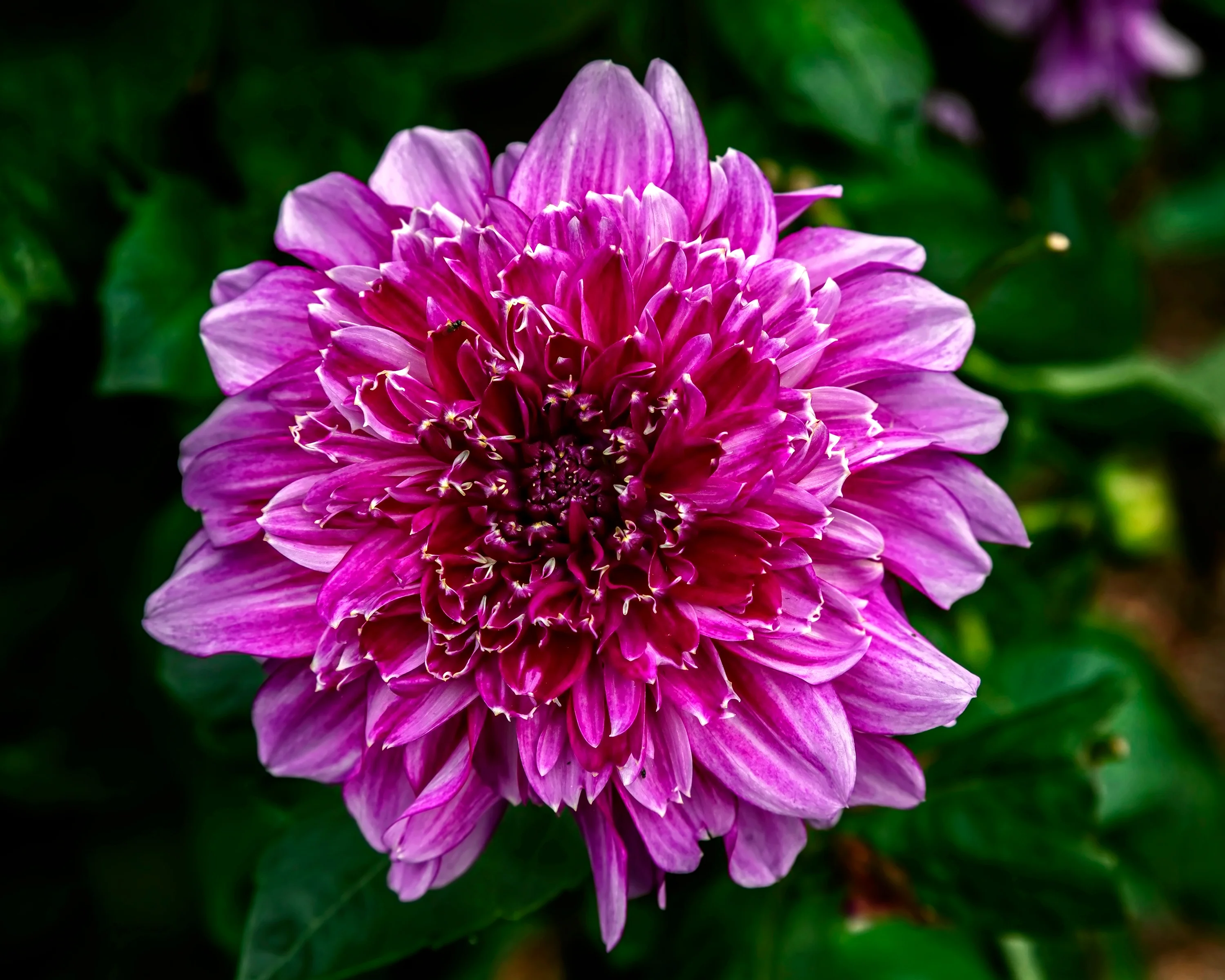 Dahlia 'Richards Fortune' - Image 10