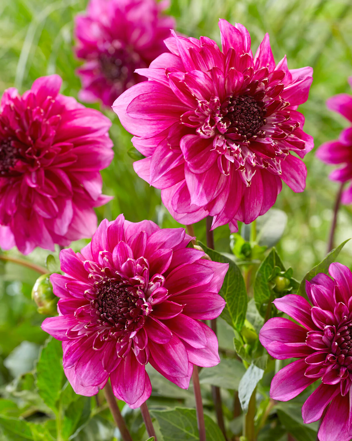 Dahlia 'Richards Fortune' - Image 7