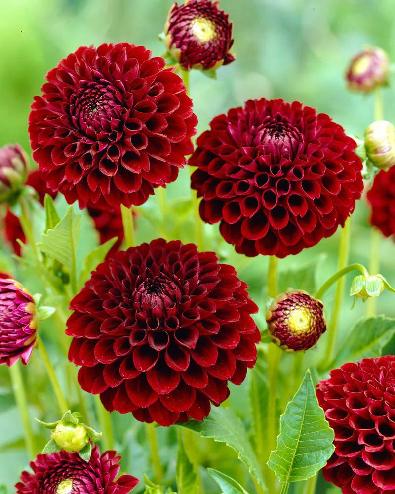 Dahlia 'Tam Tam' - Image 4