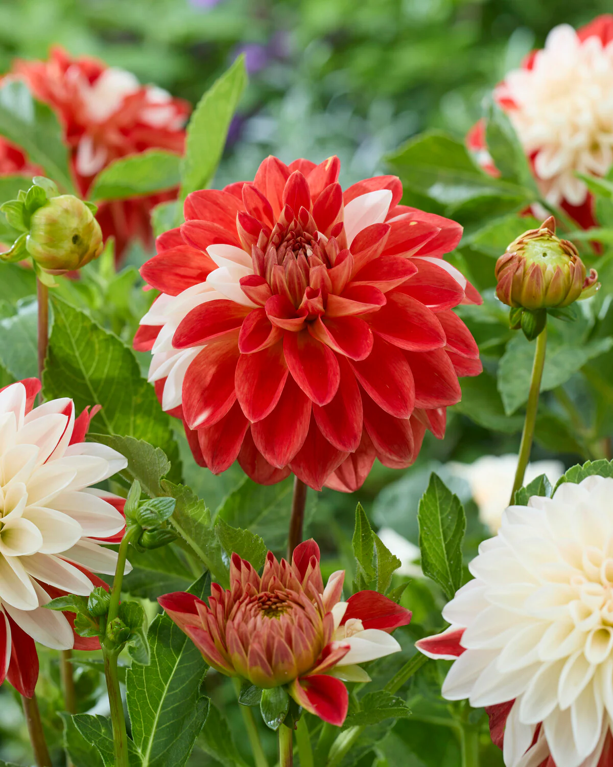 Dahlia 'Tangerine Sorbet' - Image 3