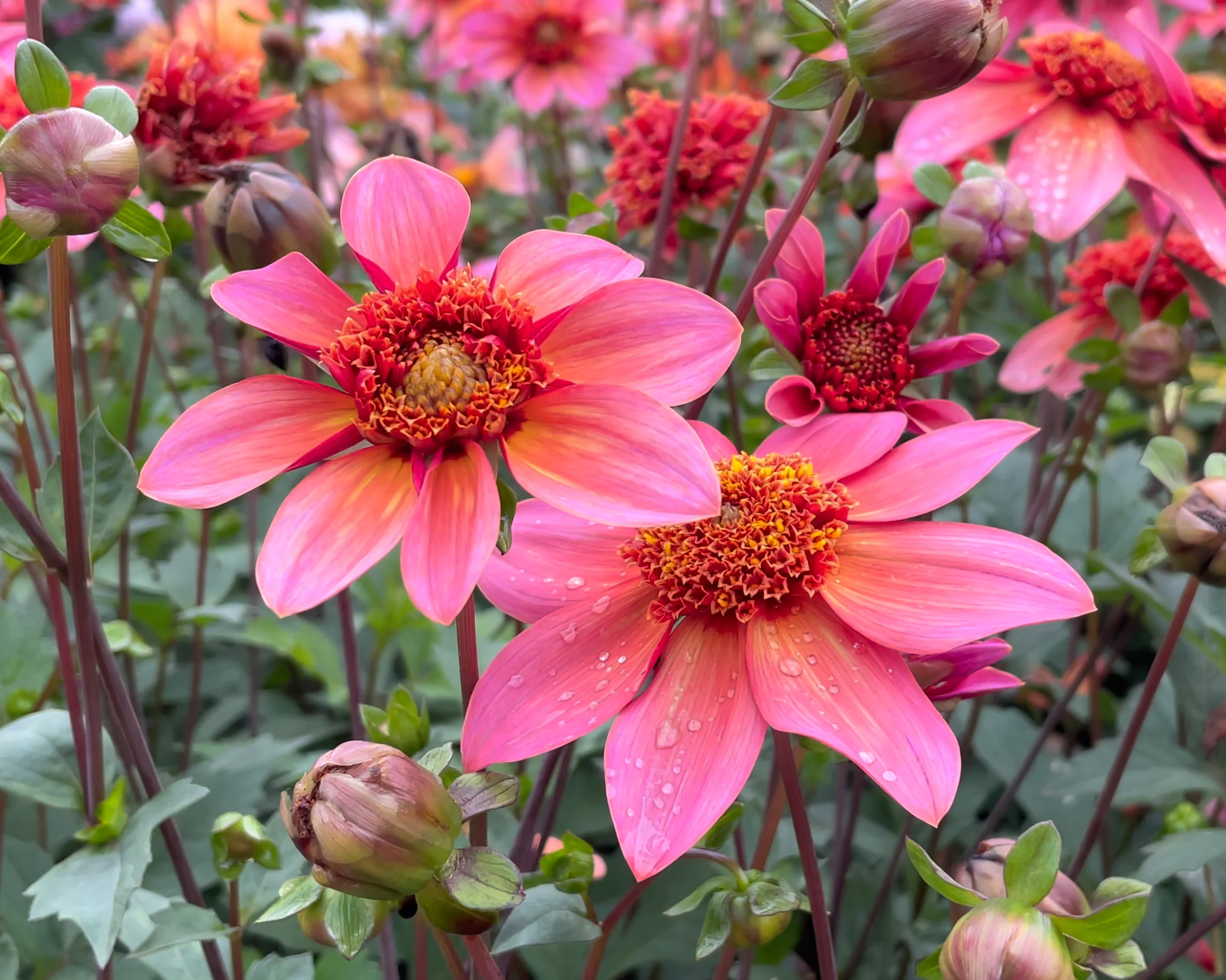 Dahlia 'Totally Tangerine' - Image 3
