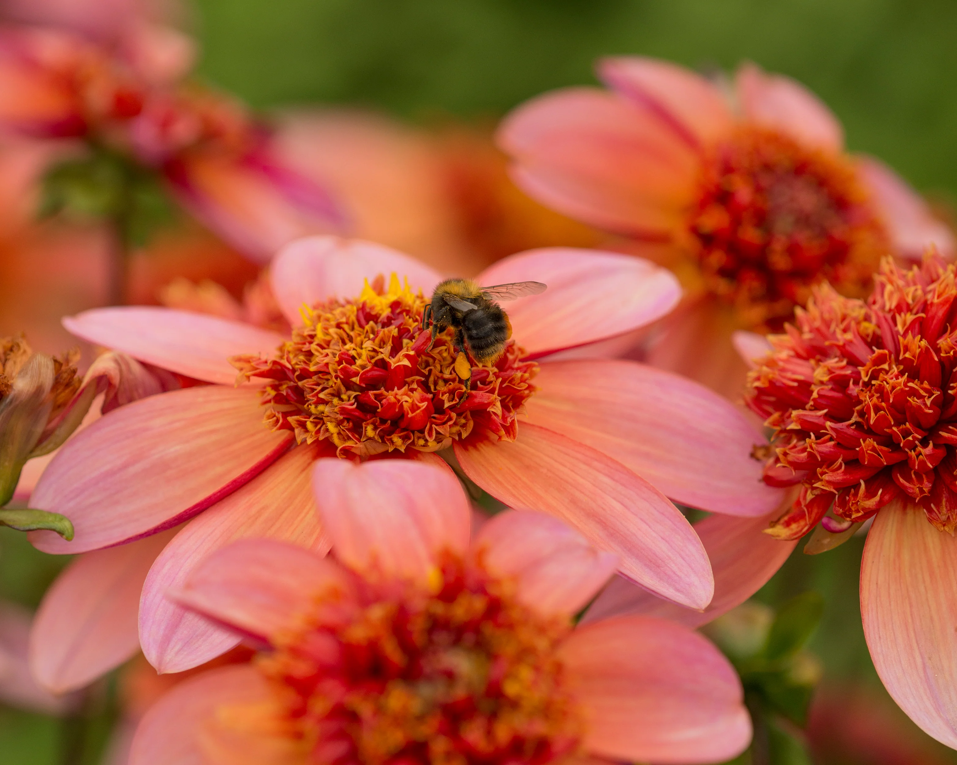Dahlia 'Totally Tangerine' - Image 5