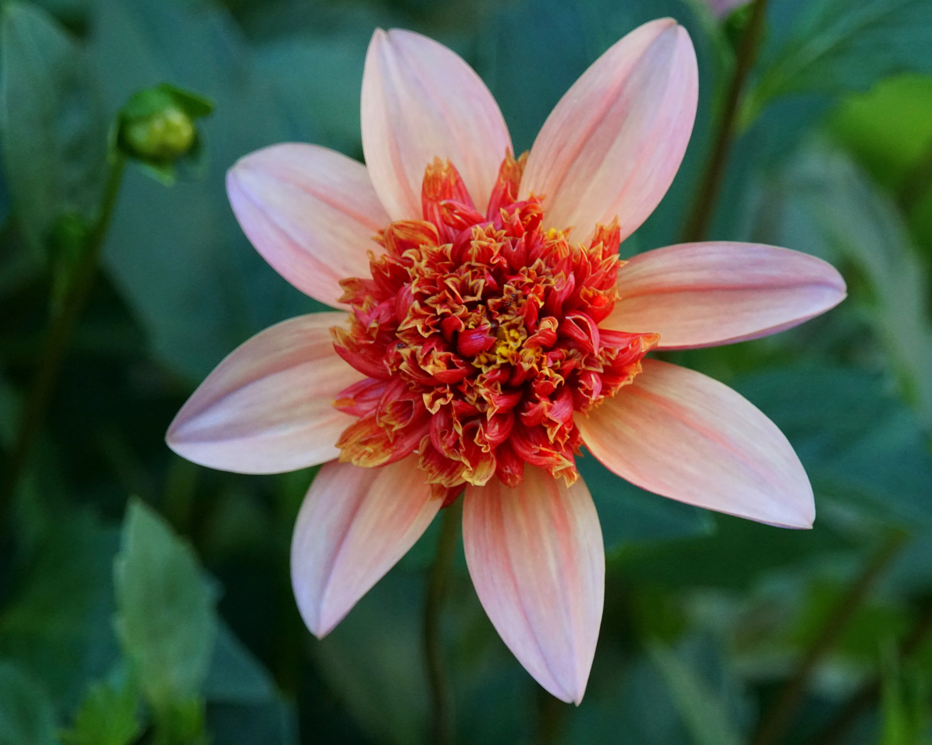 Dahlia 'Totally Tangerine' - Image 7